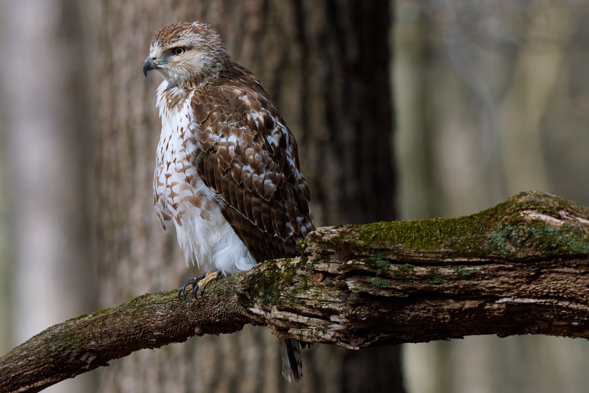 red-tailed-hawk-0017-24-07-29.jpg