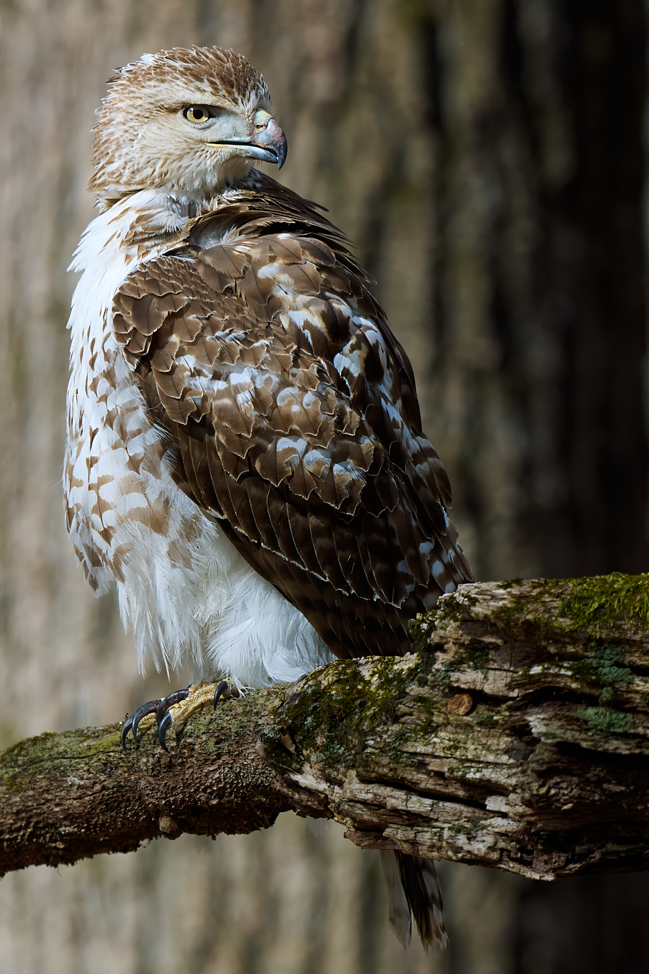 red-tailed-hawk-0022-24-07-30.jpg