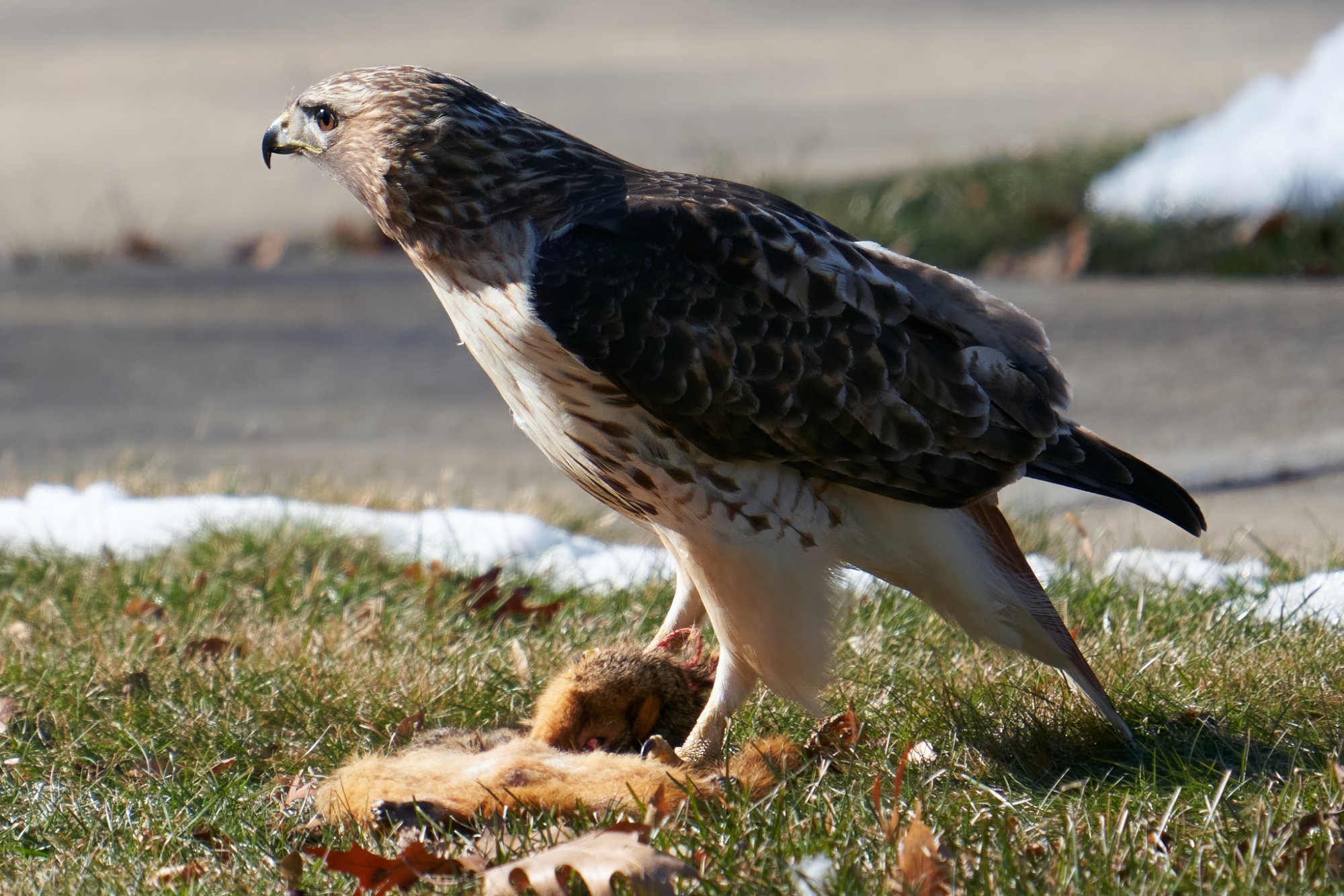 red-tailed-hawk-0147-24-06-20.jpg