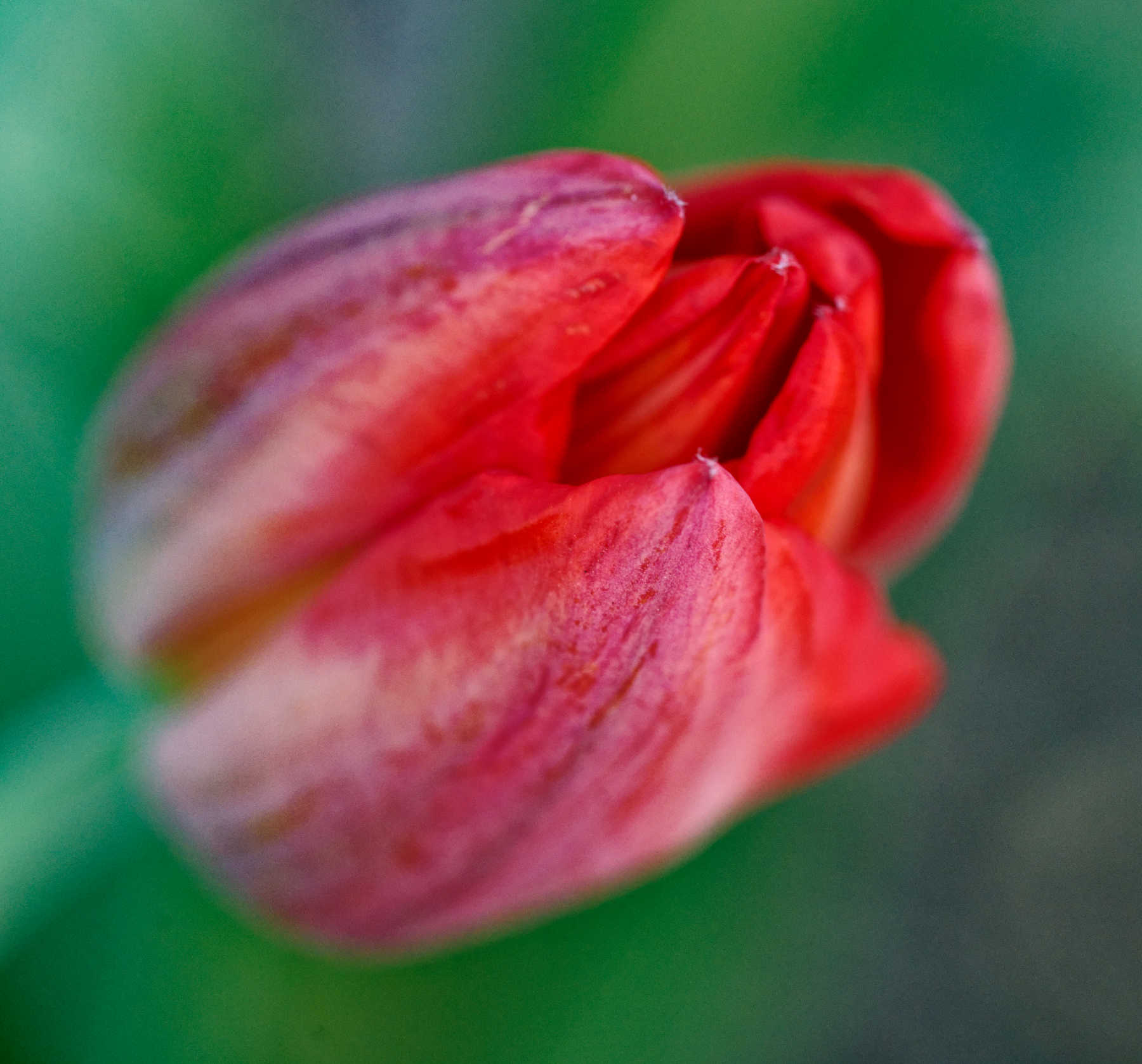 Red Tulip About to Open.jpeg