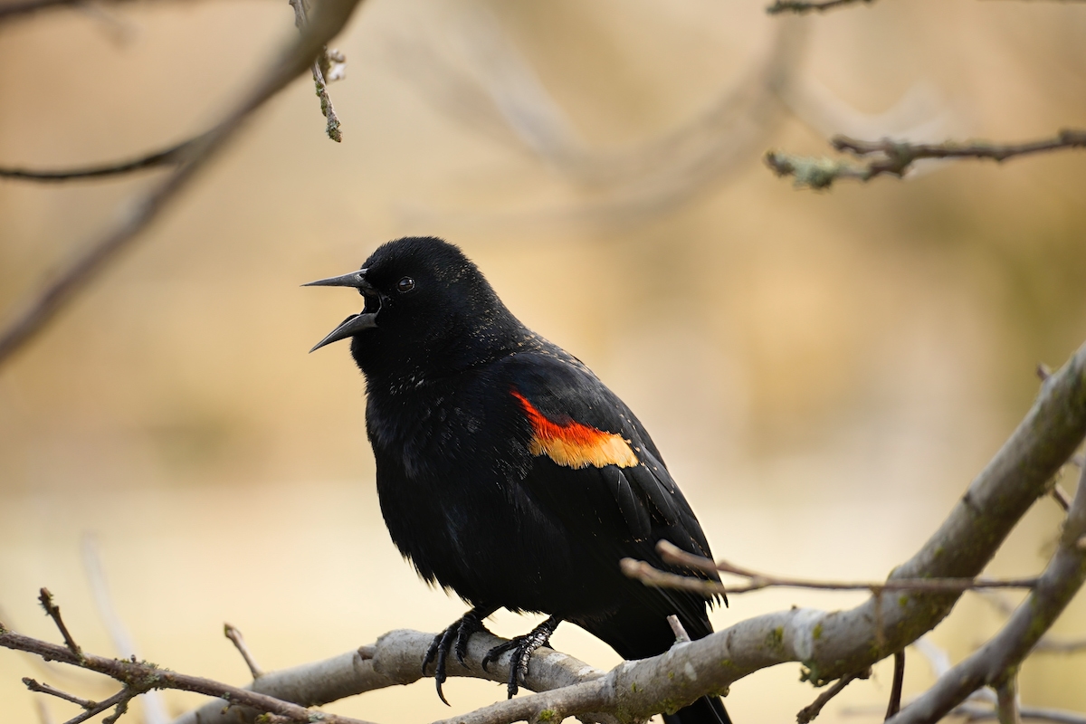 Red winged black bird calling.jpeg