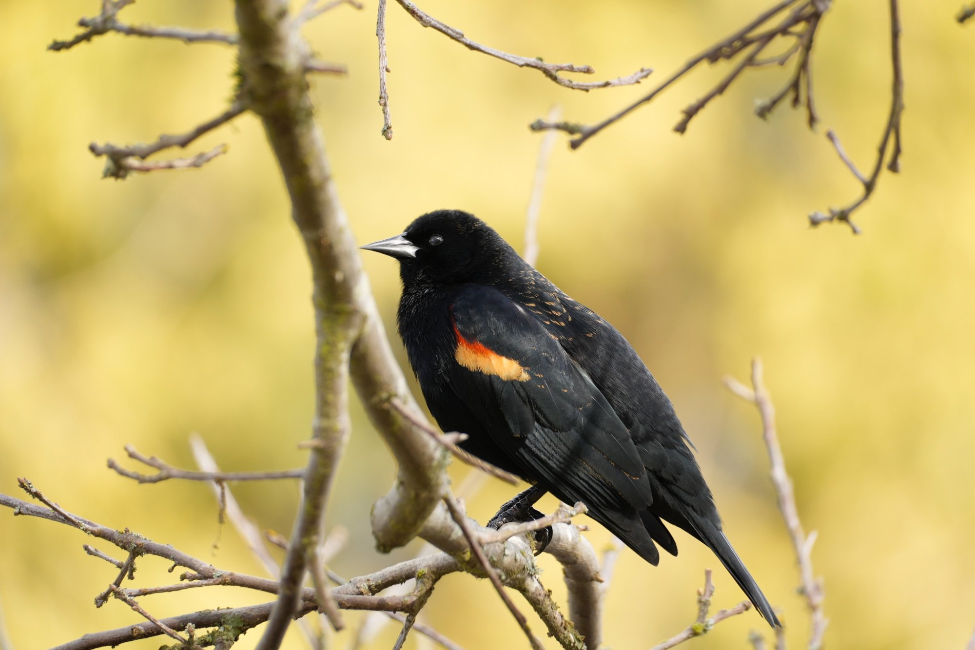 Red Winged Black bird.jpeg