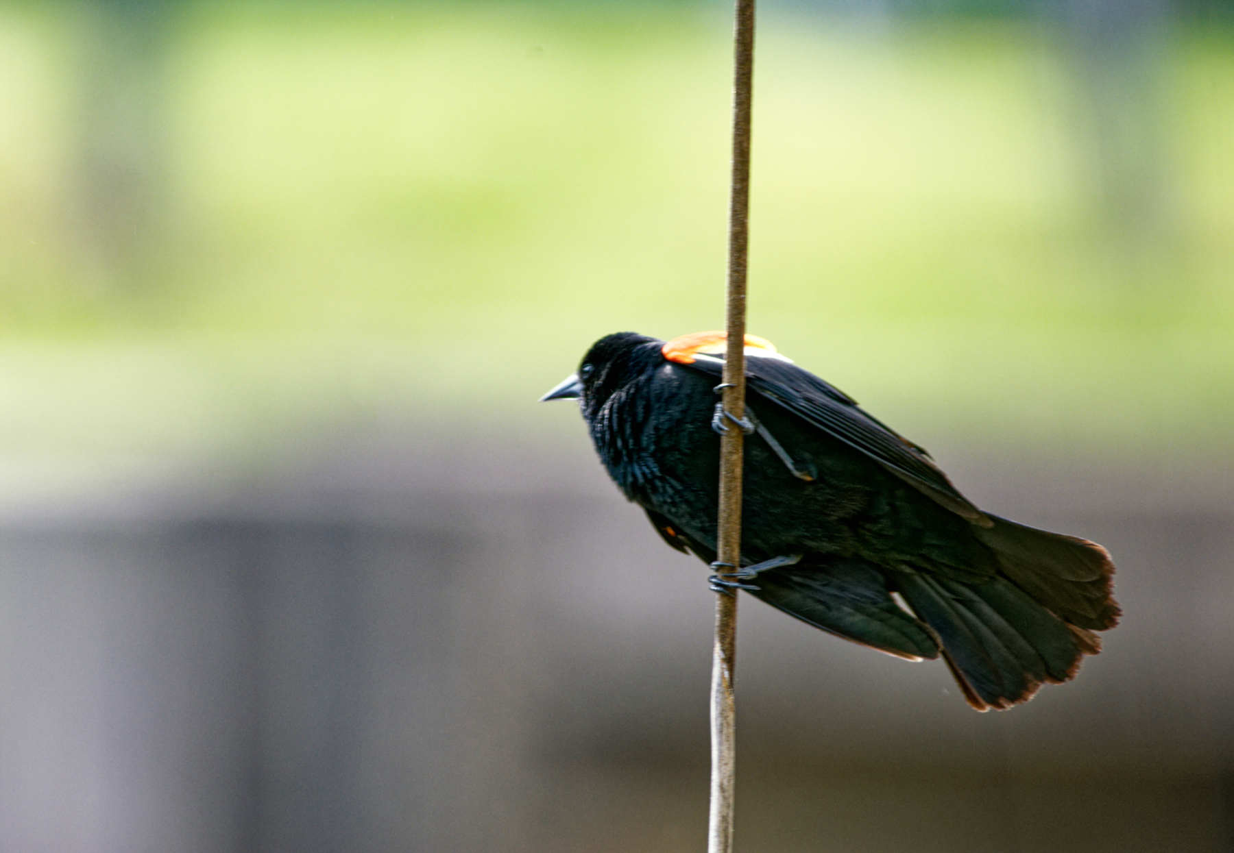 Red-Winged Blackbird.jpeg