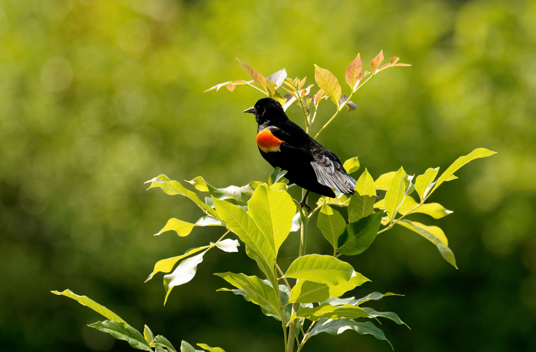 Red-Winged Blackbird on Bush.jpeg