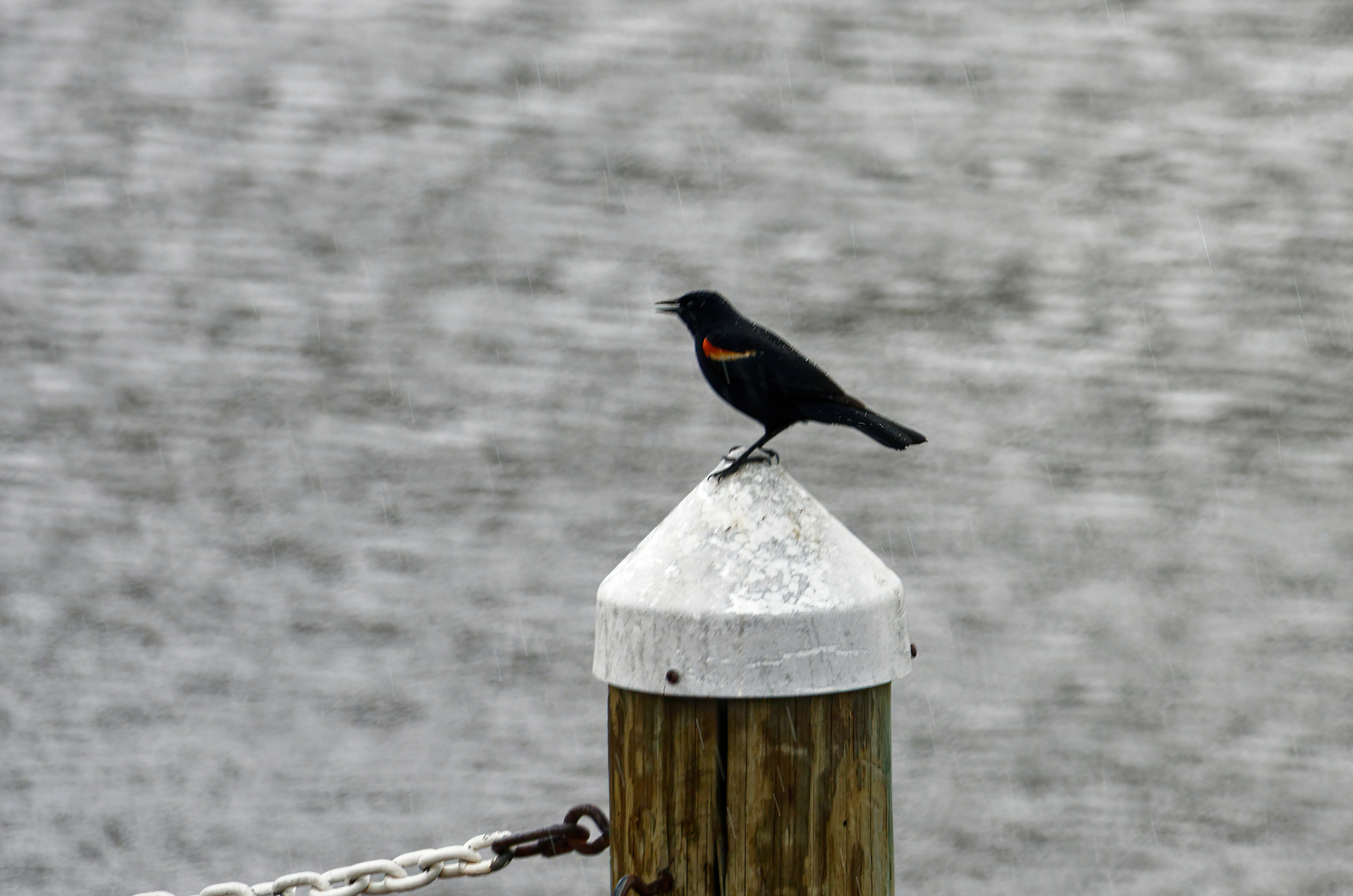 Red-Winged Blackbird on Post.jpeg