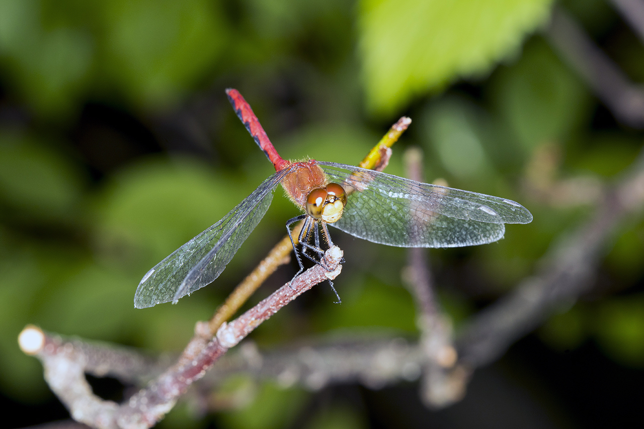 reddragonfly11280.jpg