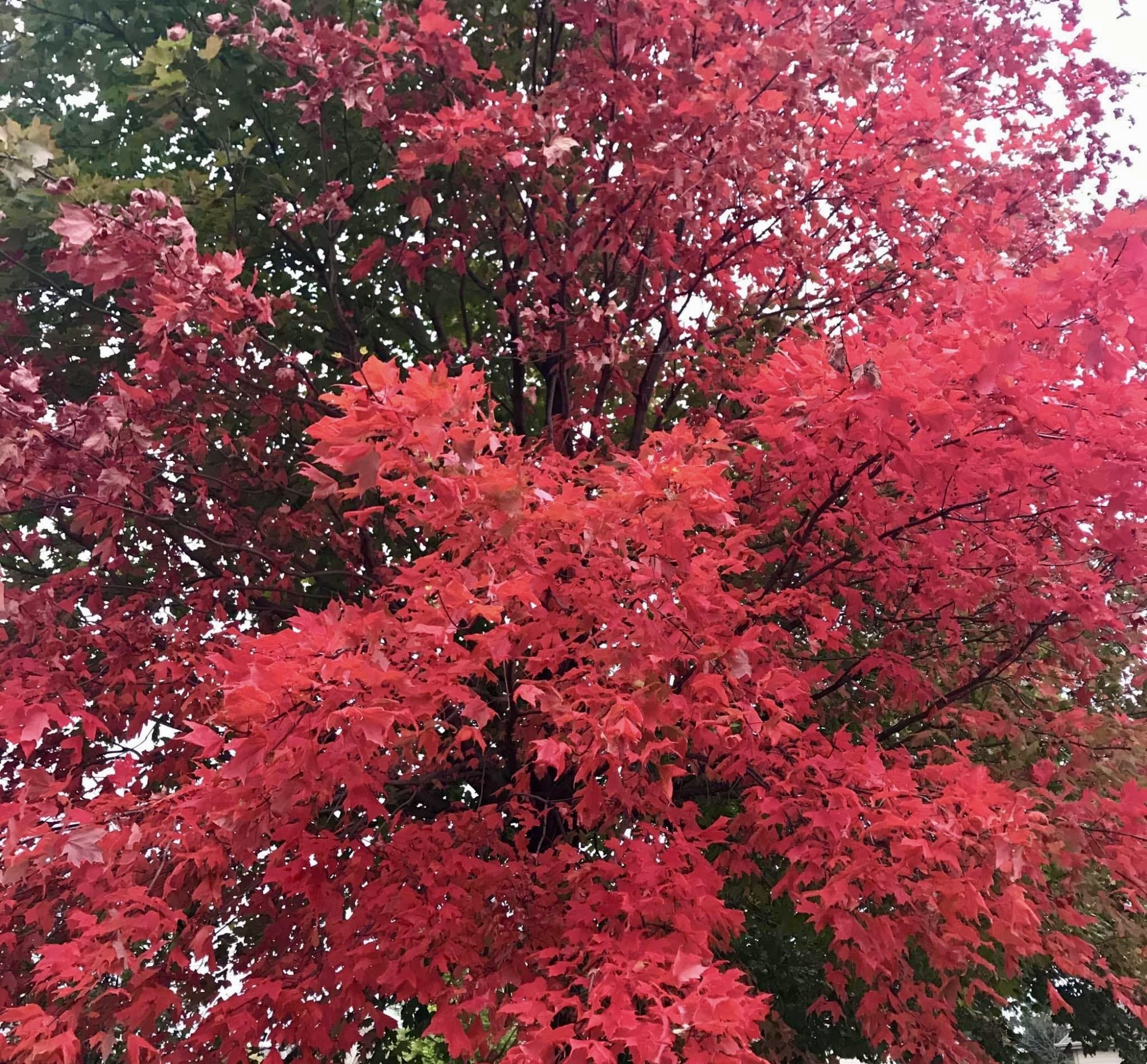 redleaves.jpg