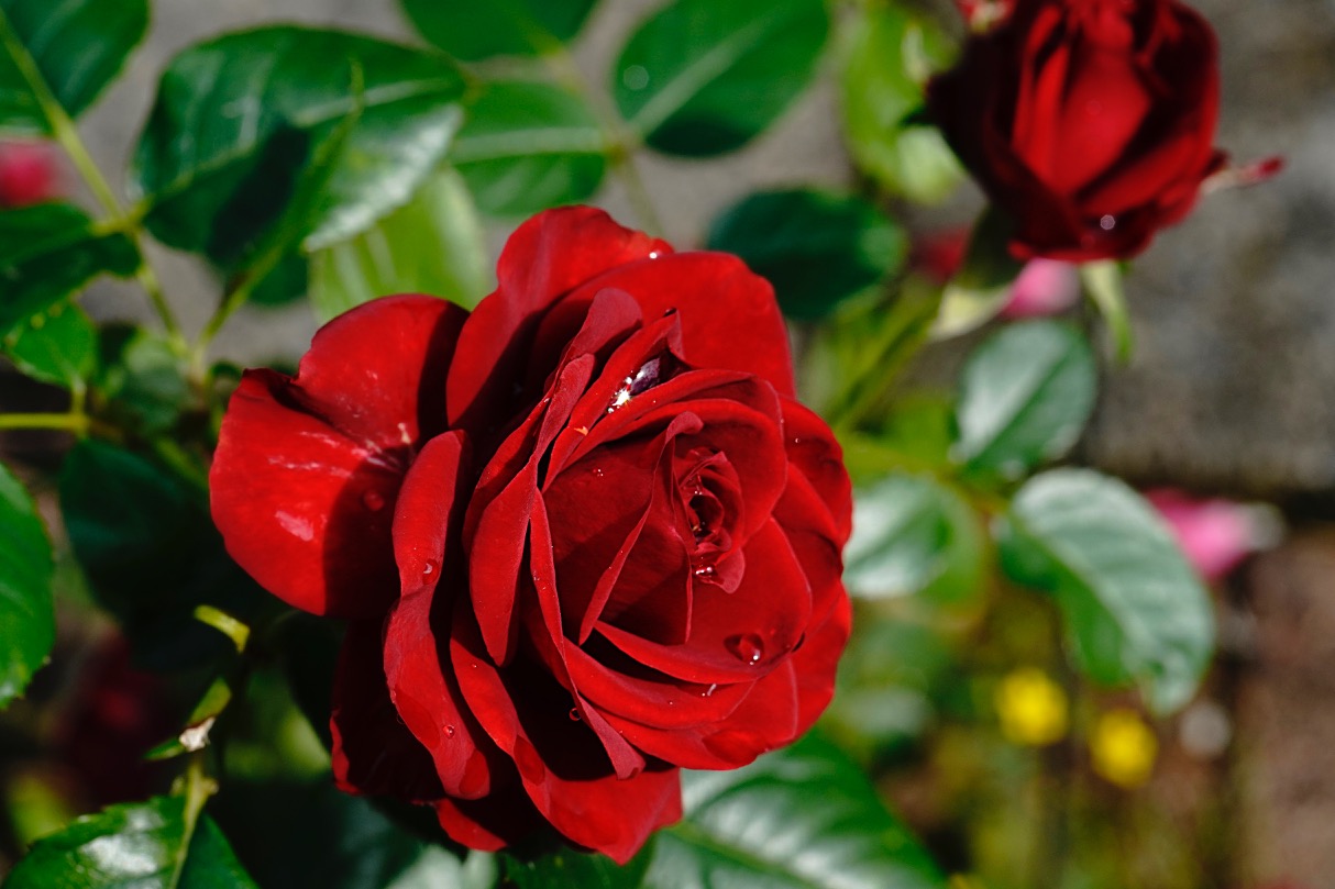 RedRose water drop.jpg