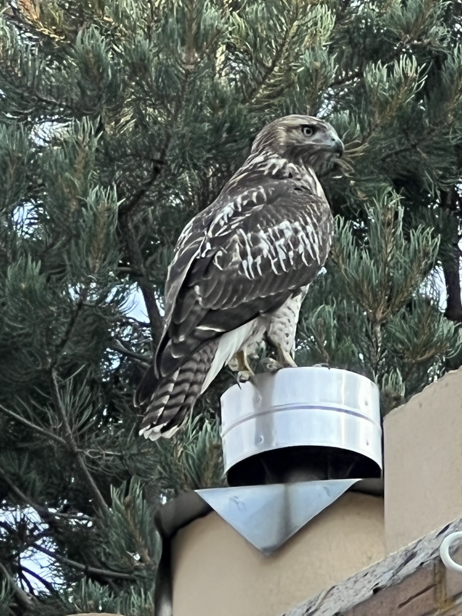 RedTailRoof.jpeg