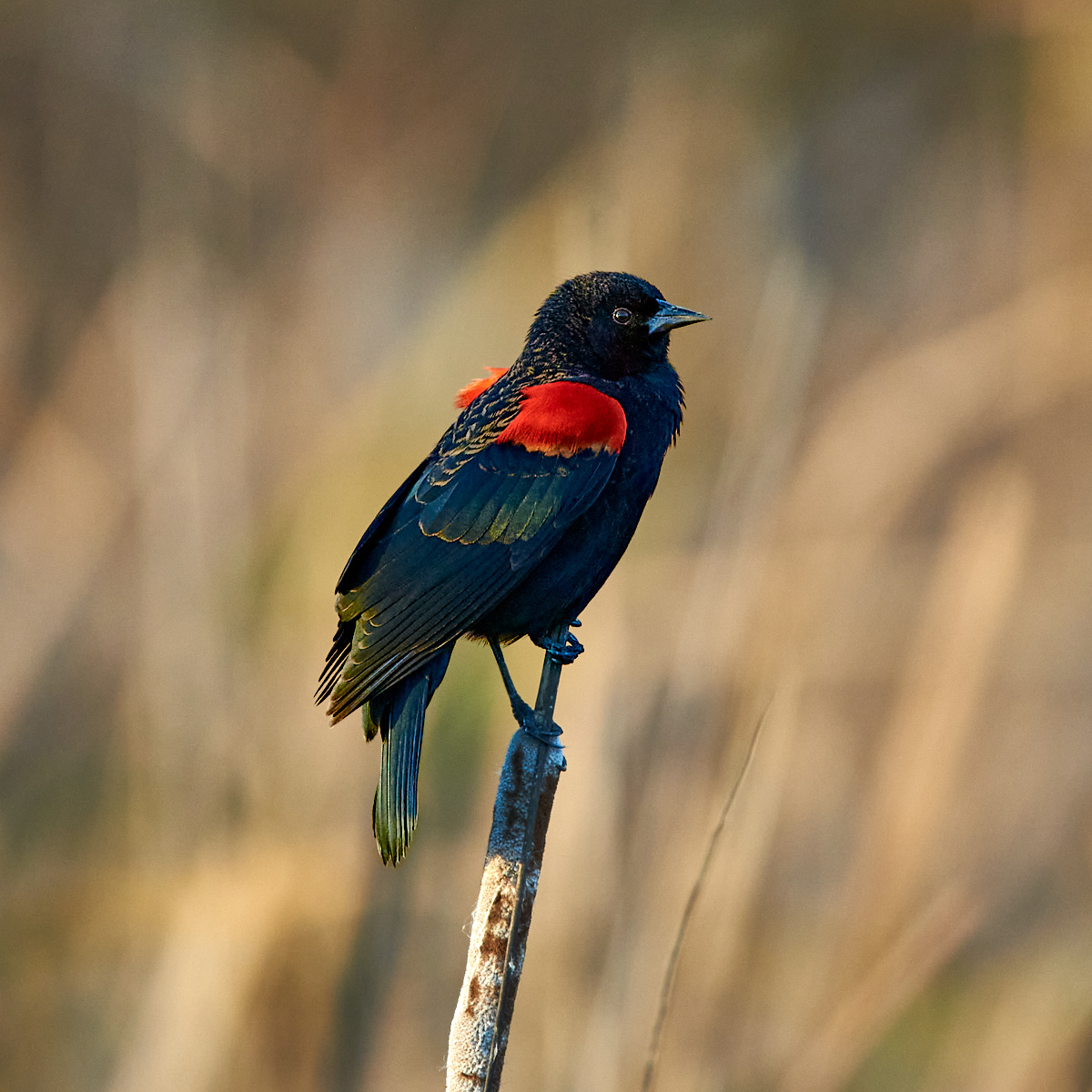 RedWingBlackBird-Square.jpg