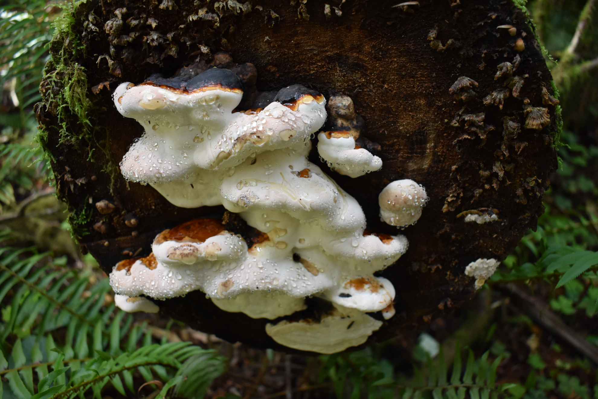 redwoods_fungi-1-2022.jpeg