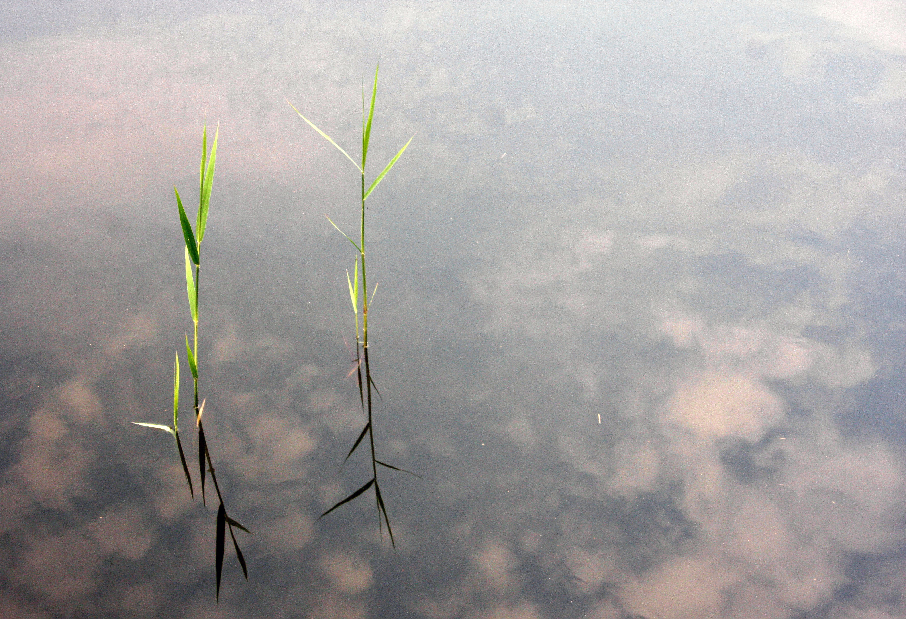 Reflecting weed ^ clouds in water.jpg