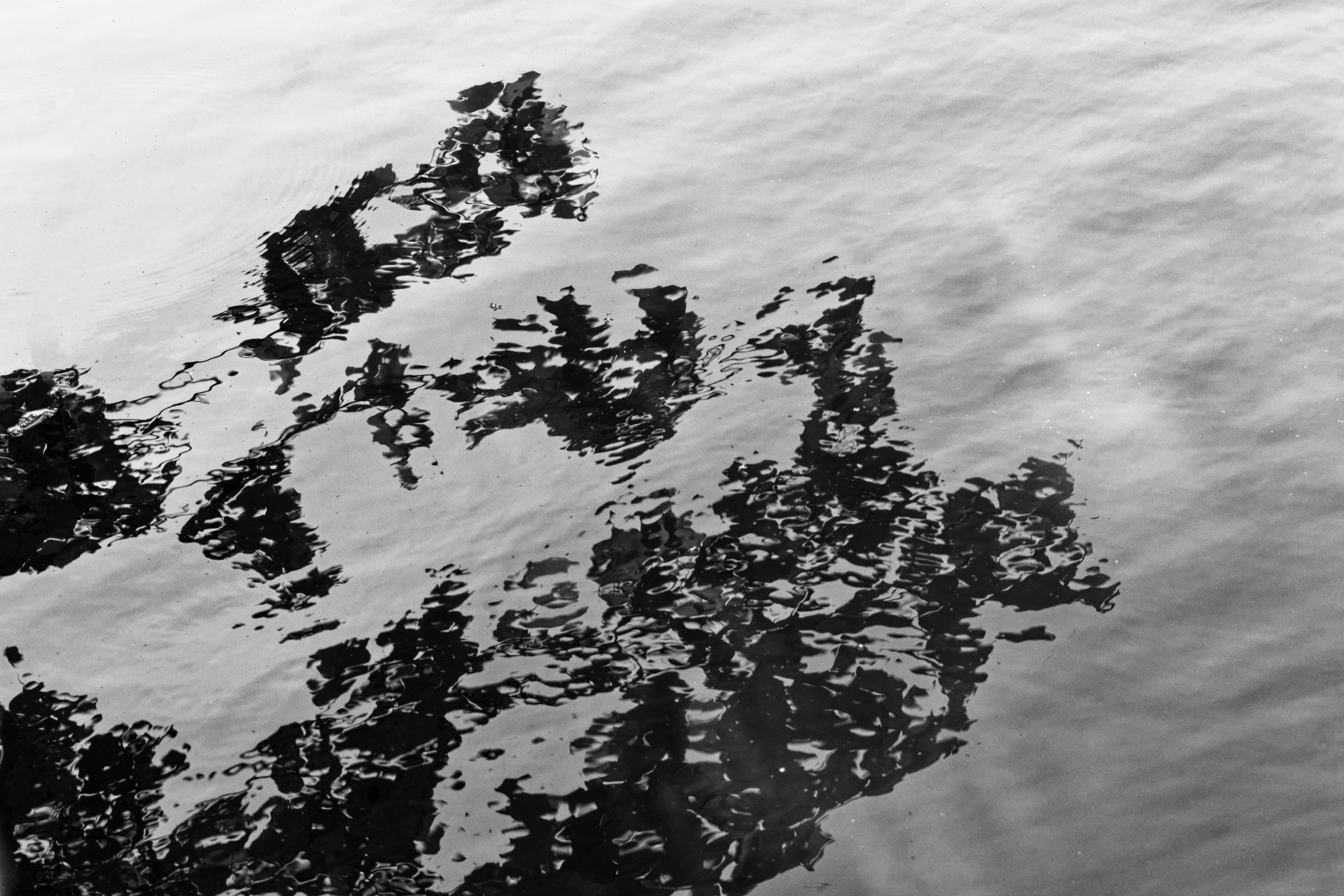 Reflection in B&W.jpeg