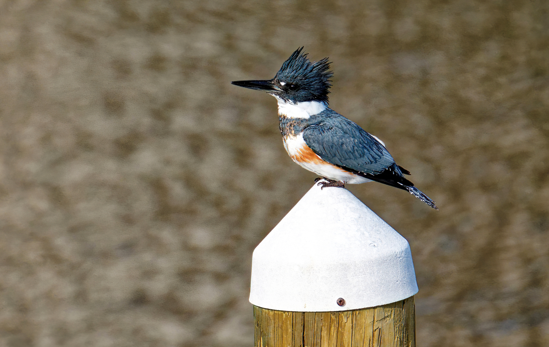 Regina Poses on the Post.jpeg