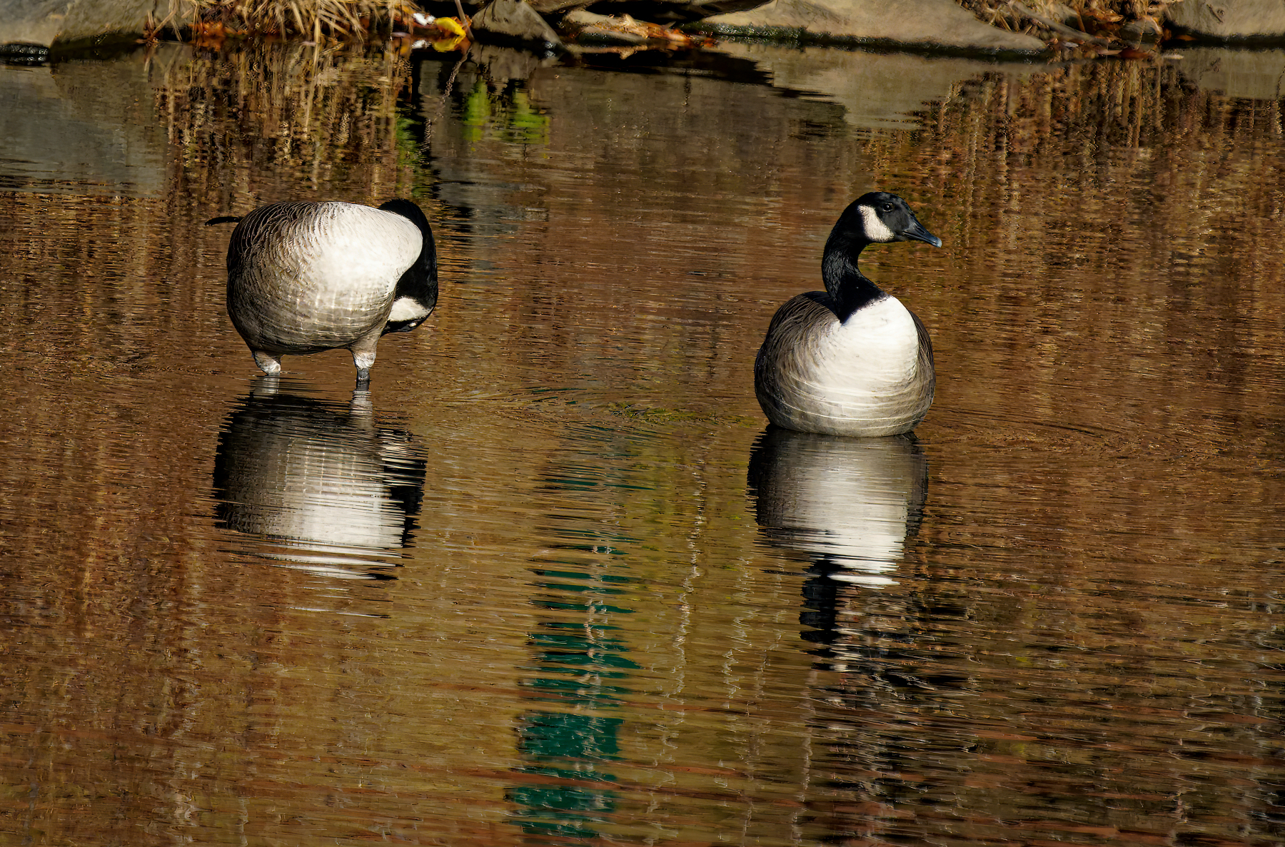 Relaxing and Preening in the Sun.jpeg