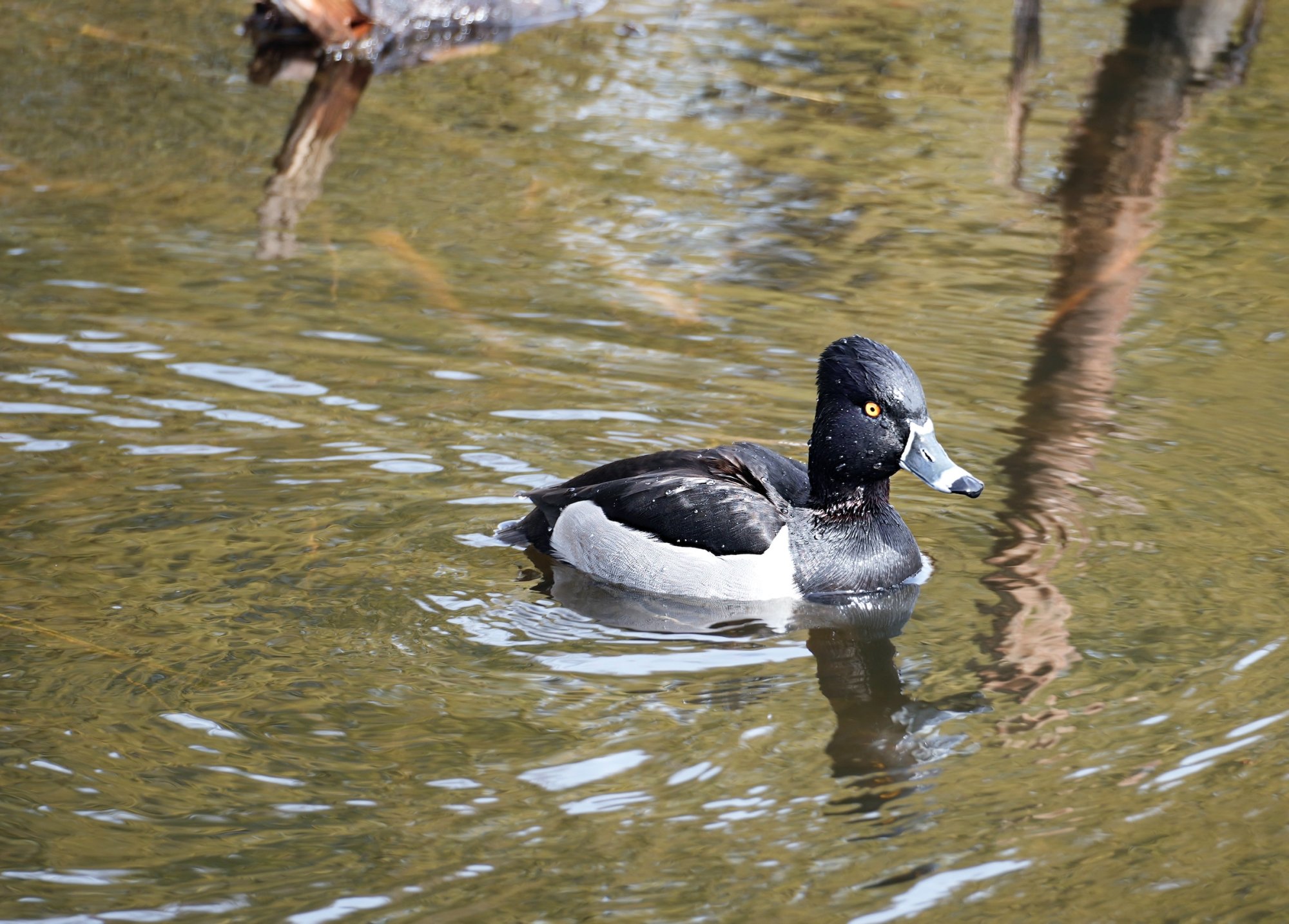 Ring necked duck (1).jpeg