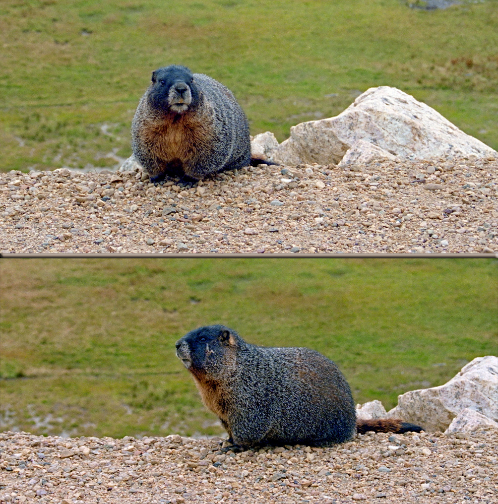 RMNP_Marmots.jpg