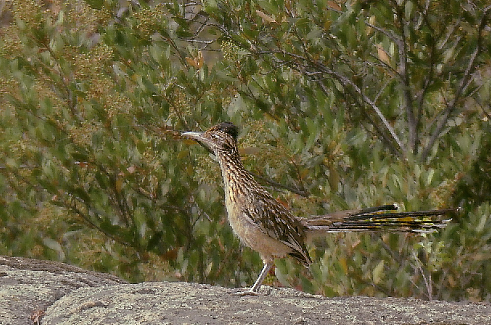 roadrunner on rock 7.28.22 x3 crop h2.jpg