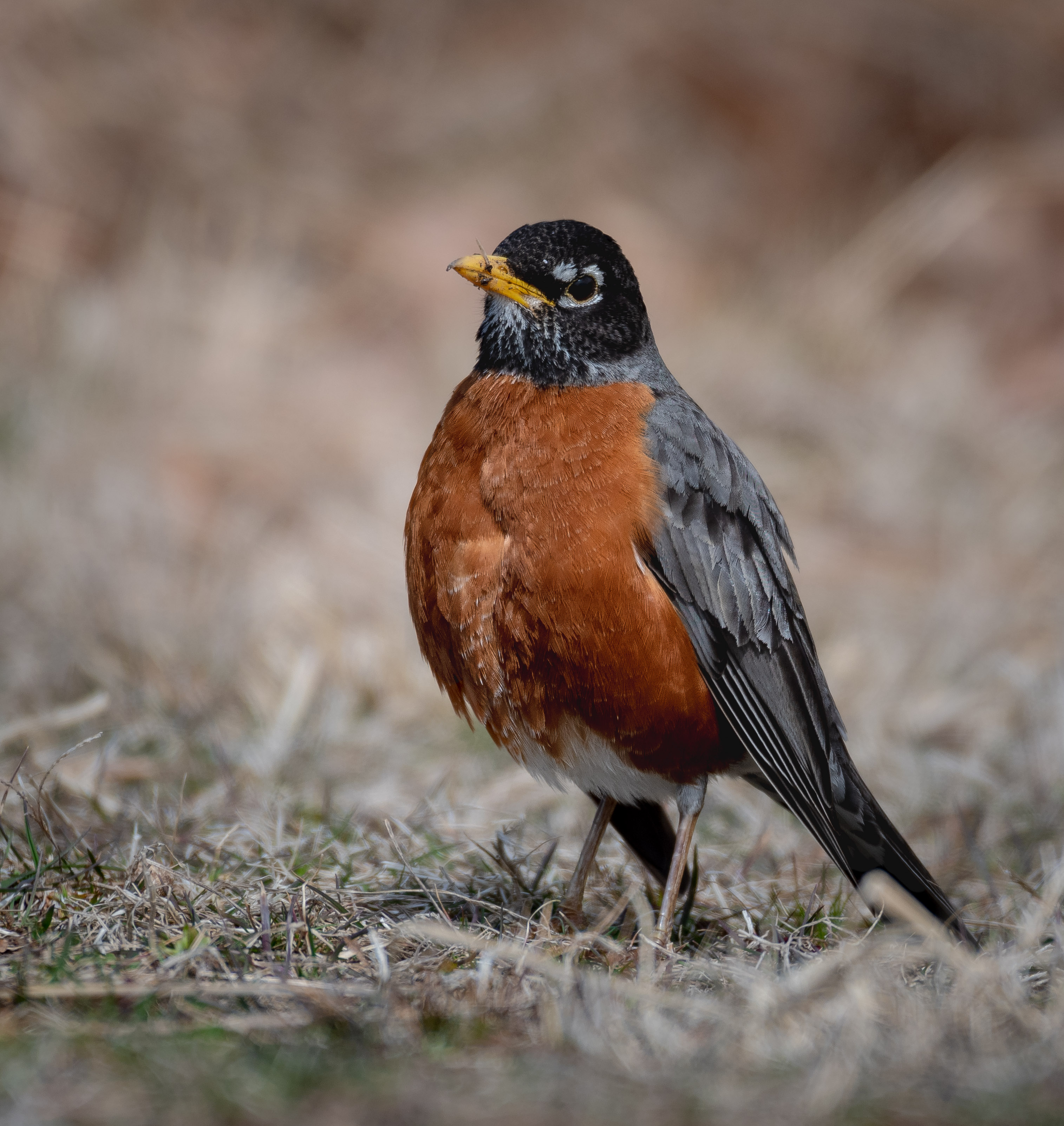 robin2_3-23-2019.jpg