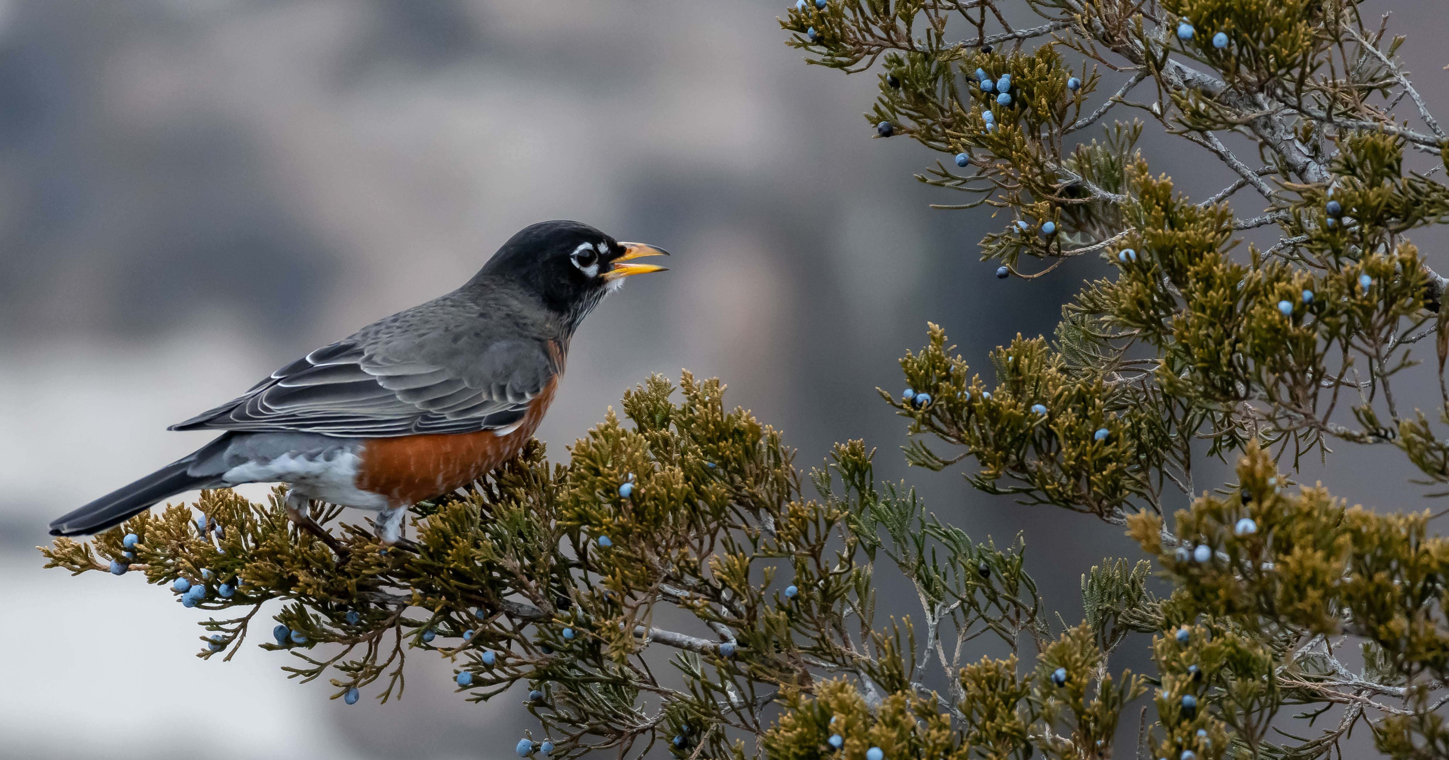 robin_berries_stateline_1-19-2019-123953.jpg