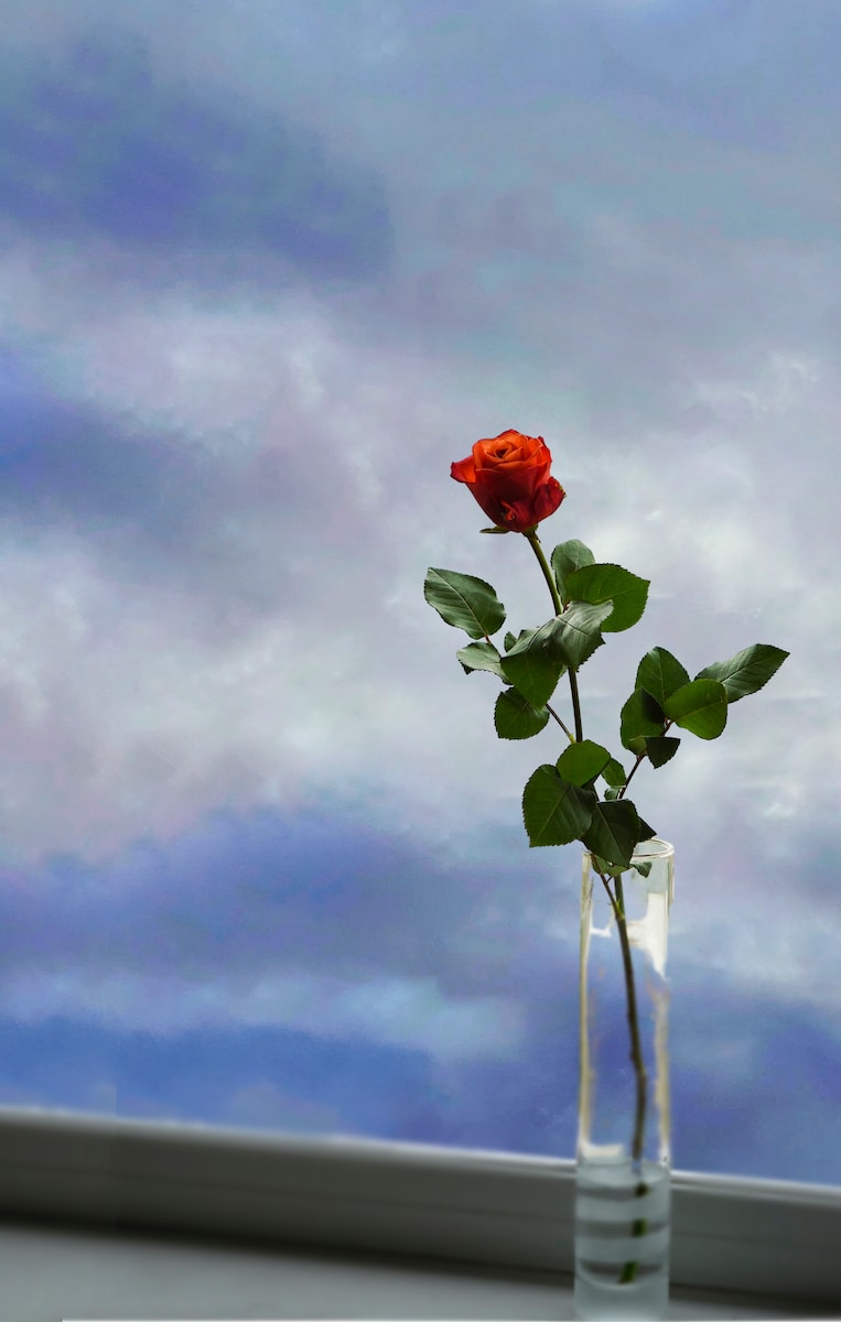 Rose in the sky.jpeg