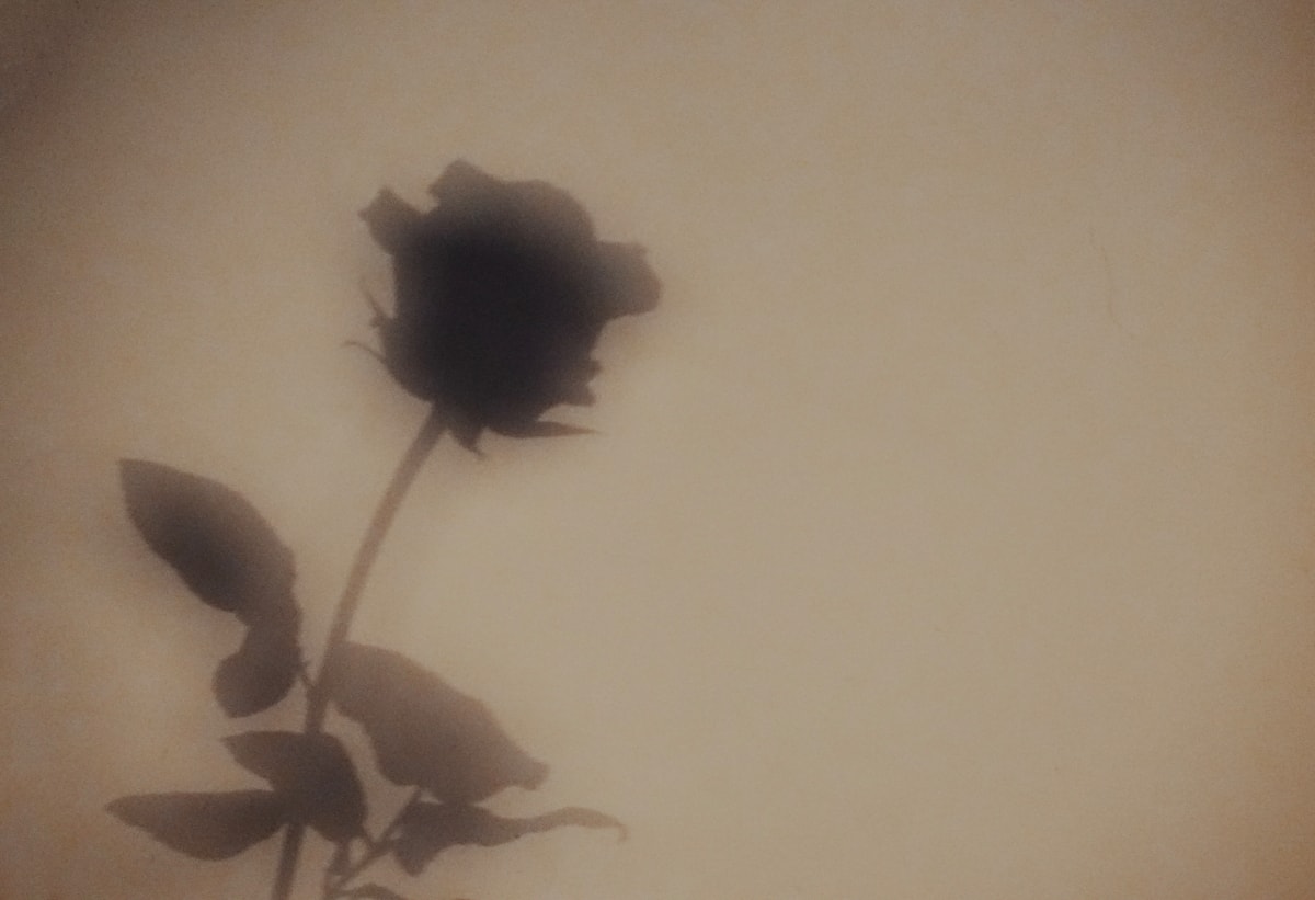 Rose-Shadow.jpeg