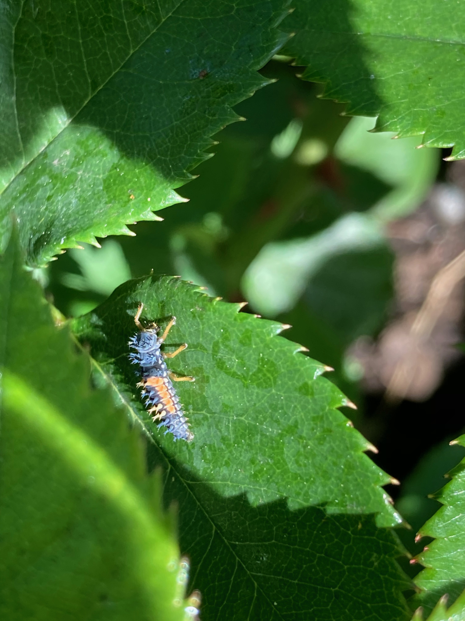 rose_garden_bug_062020.jpg