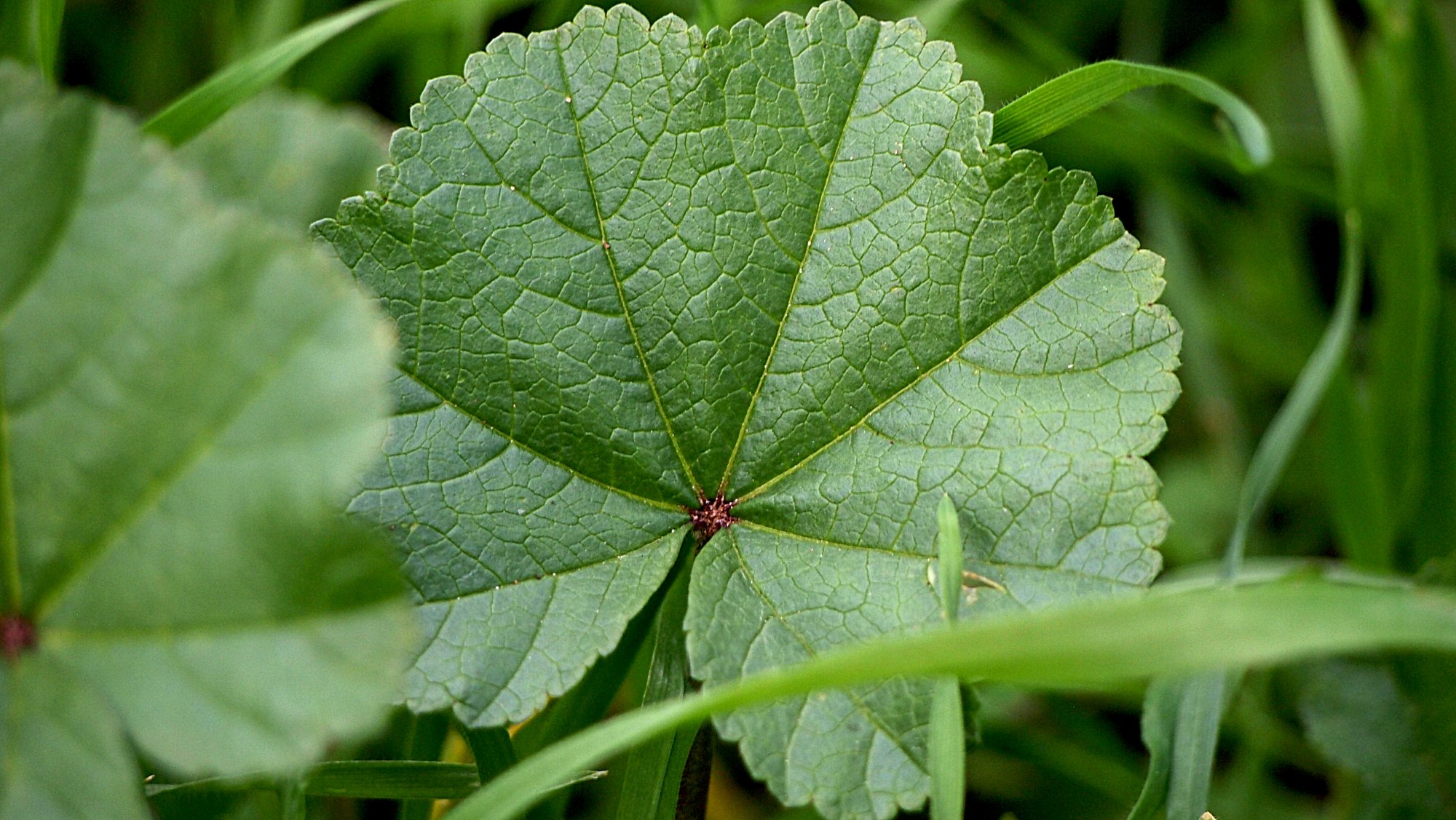 round green leaf x.jpg