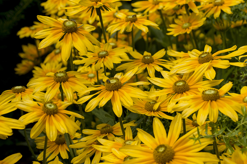 rudbeckia11280.jpg