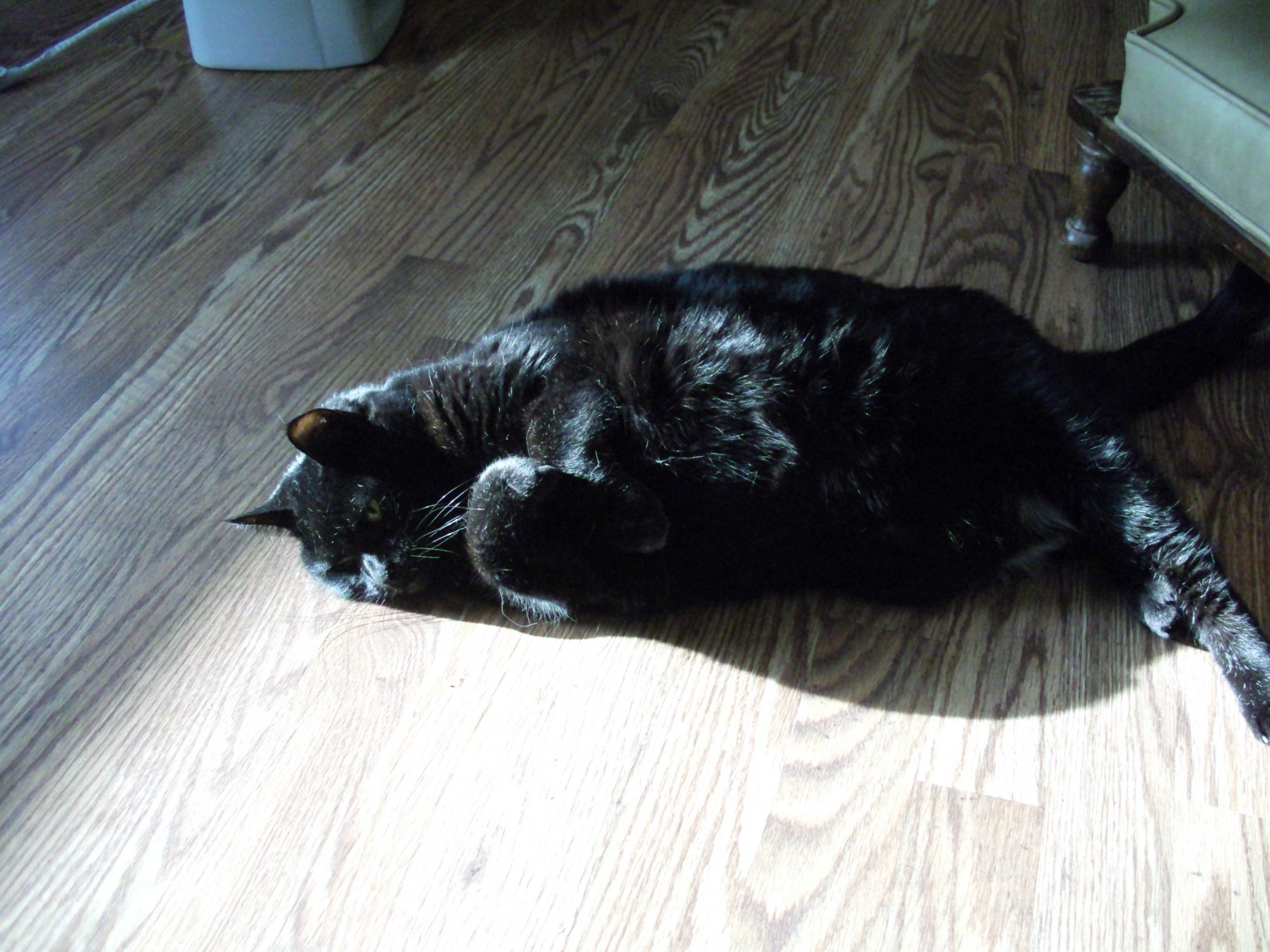 Sabrina curled up on living room floor.jpg