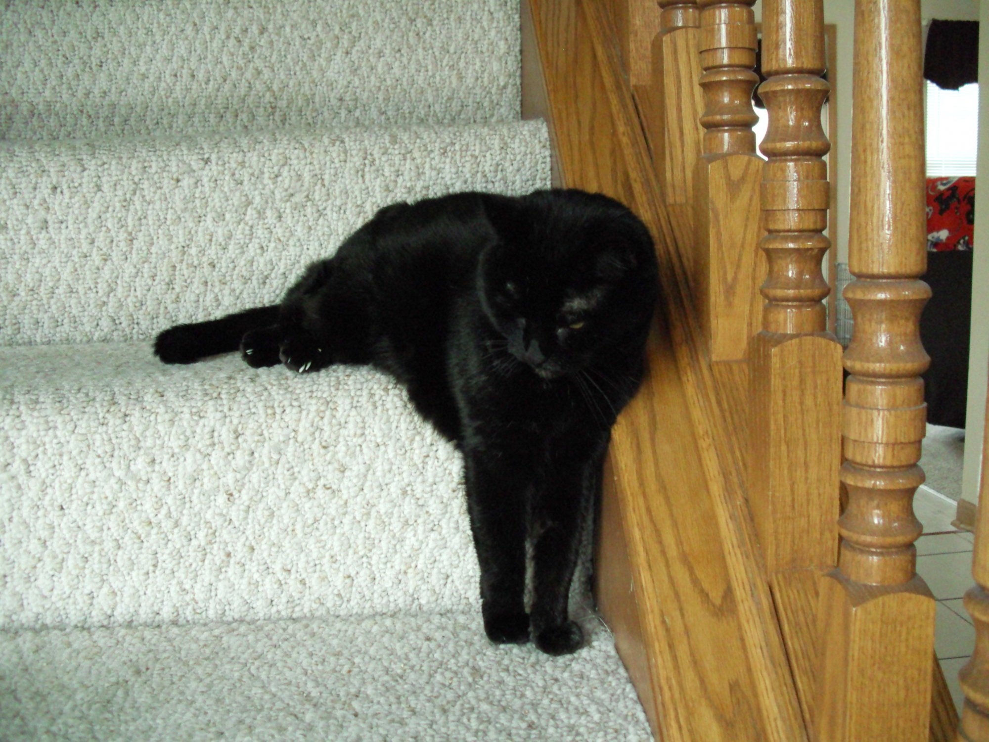 Sabrina resting on multiple stair steps.jpg