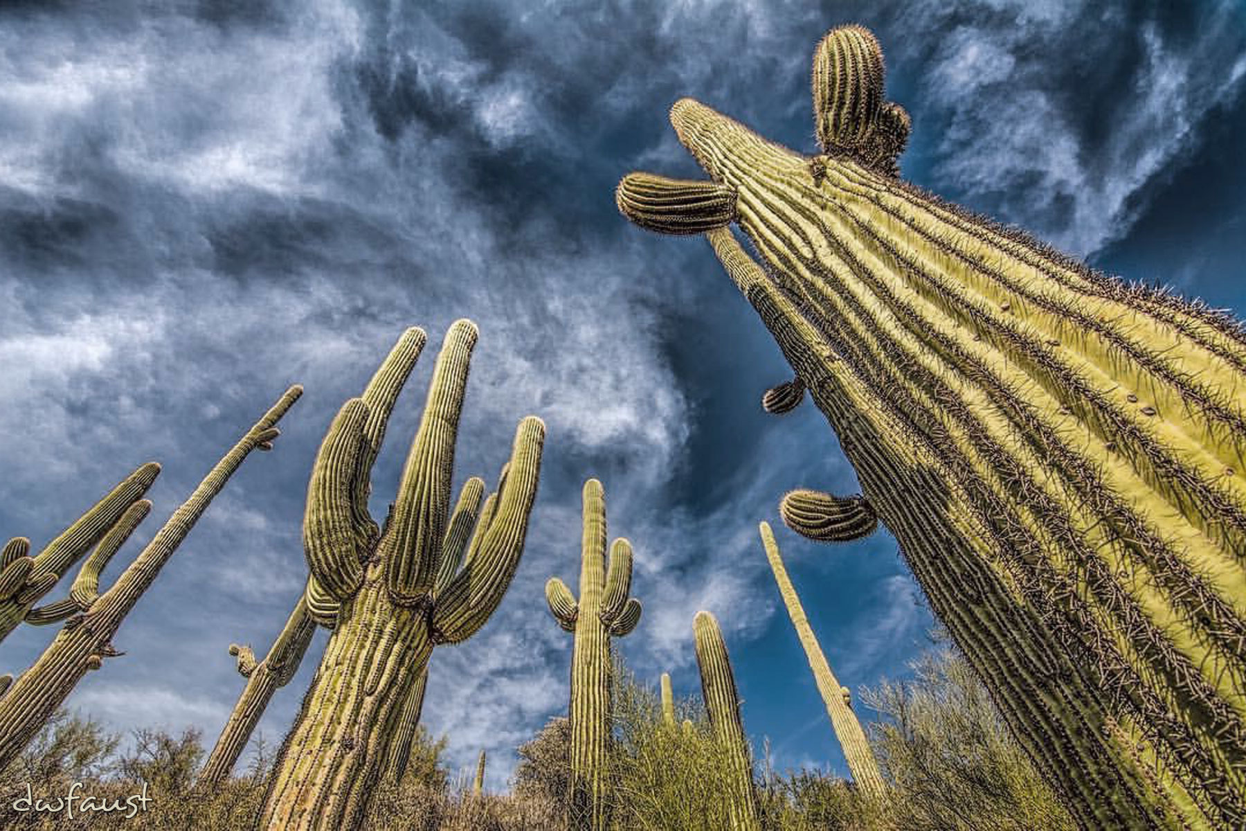 saguaro.jpg