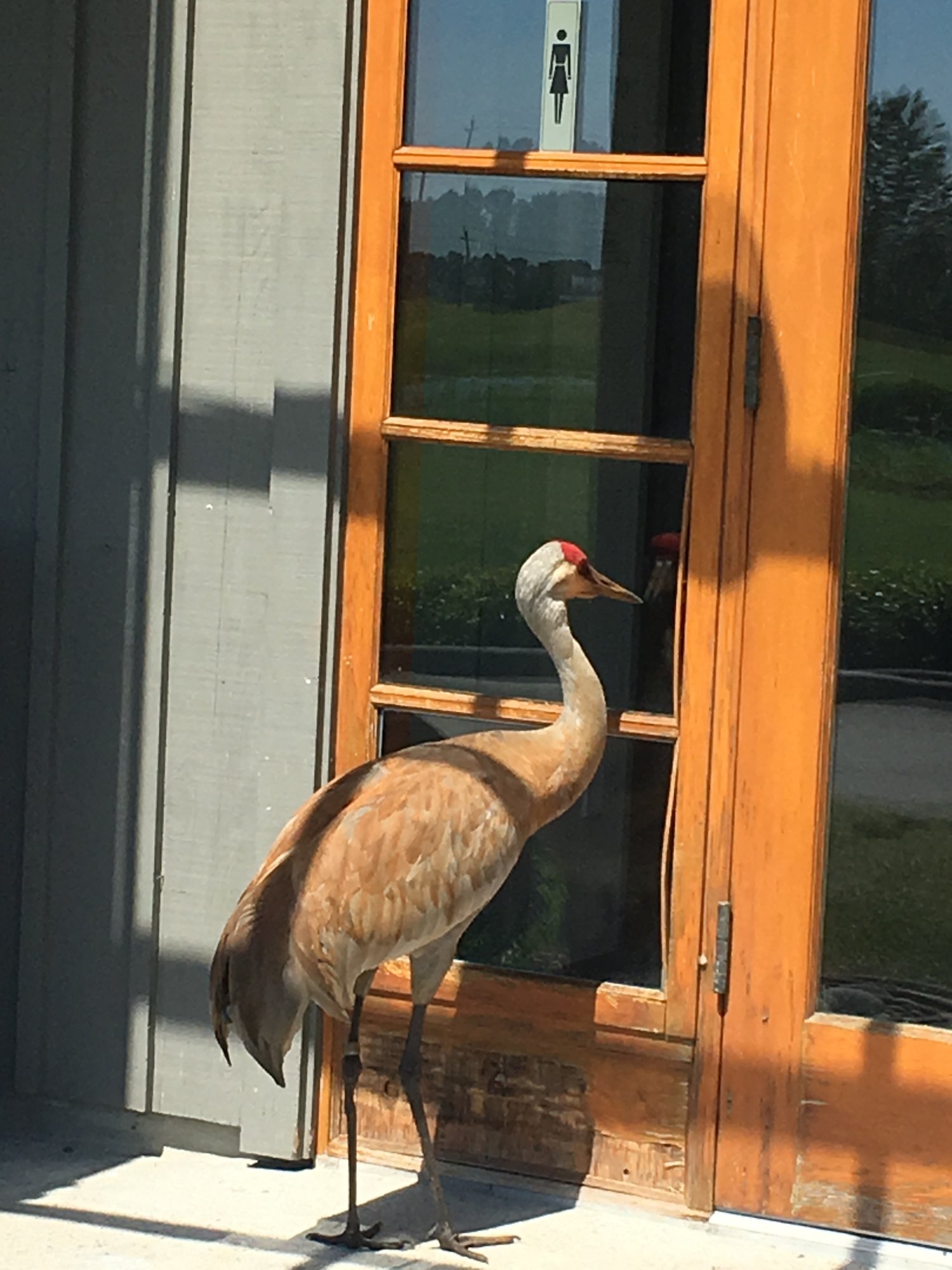 SandHil Crane.jpg