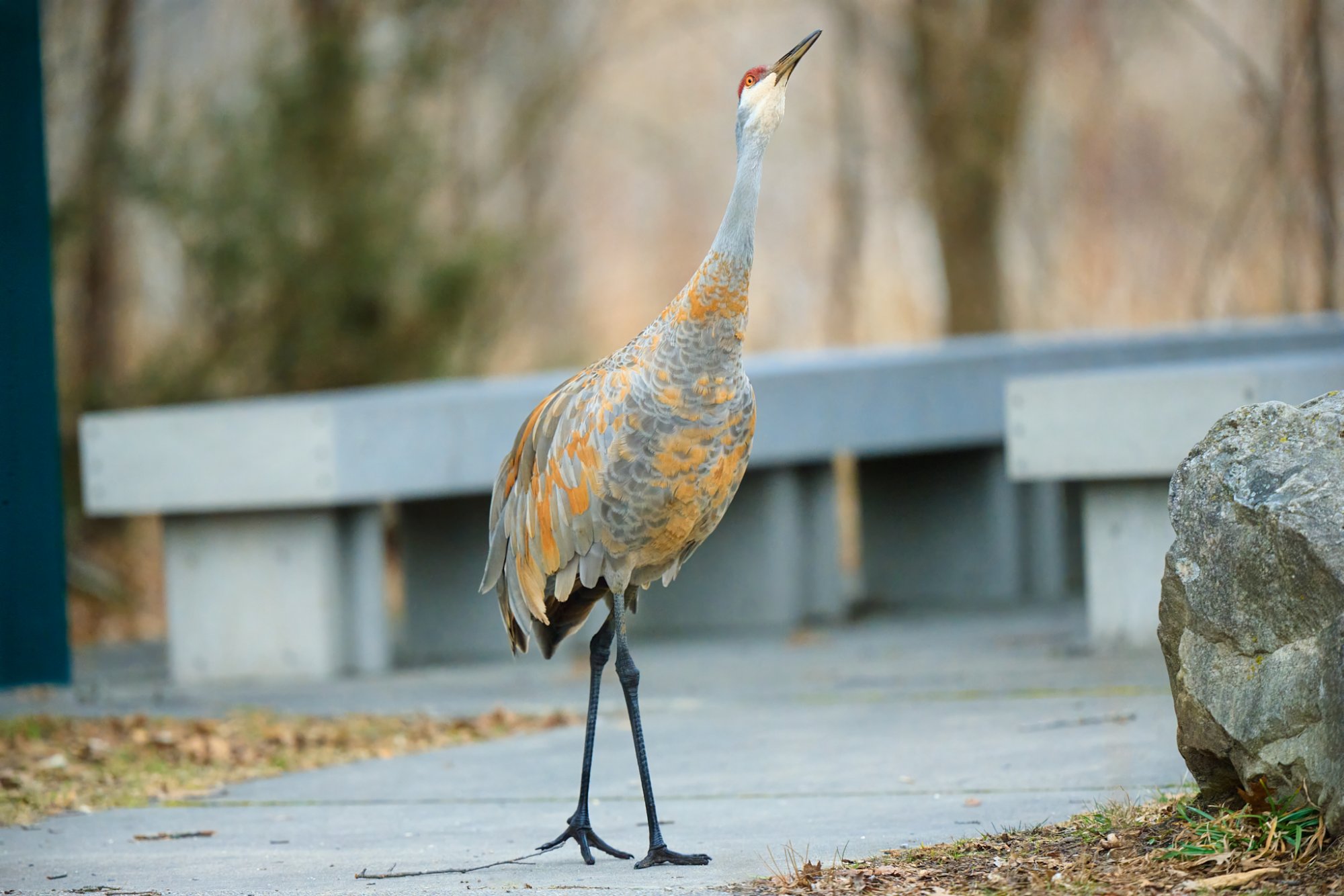 sandhill-crane-0005-24-06-05.jpg