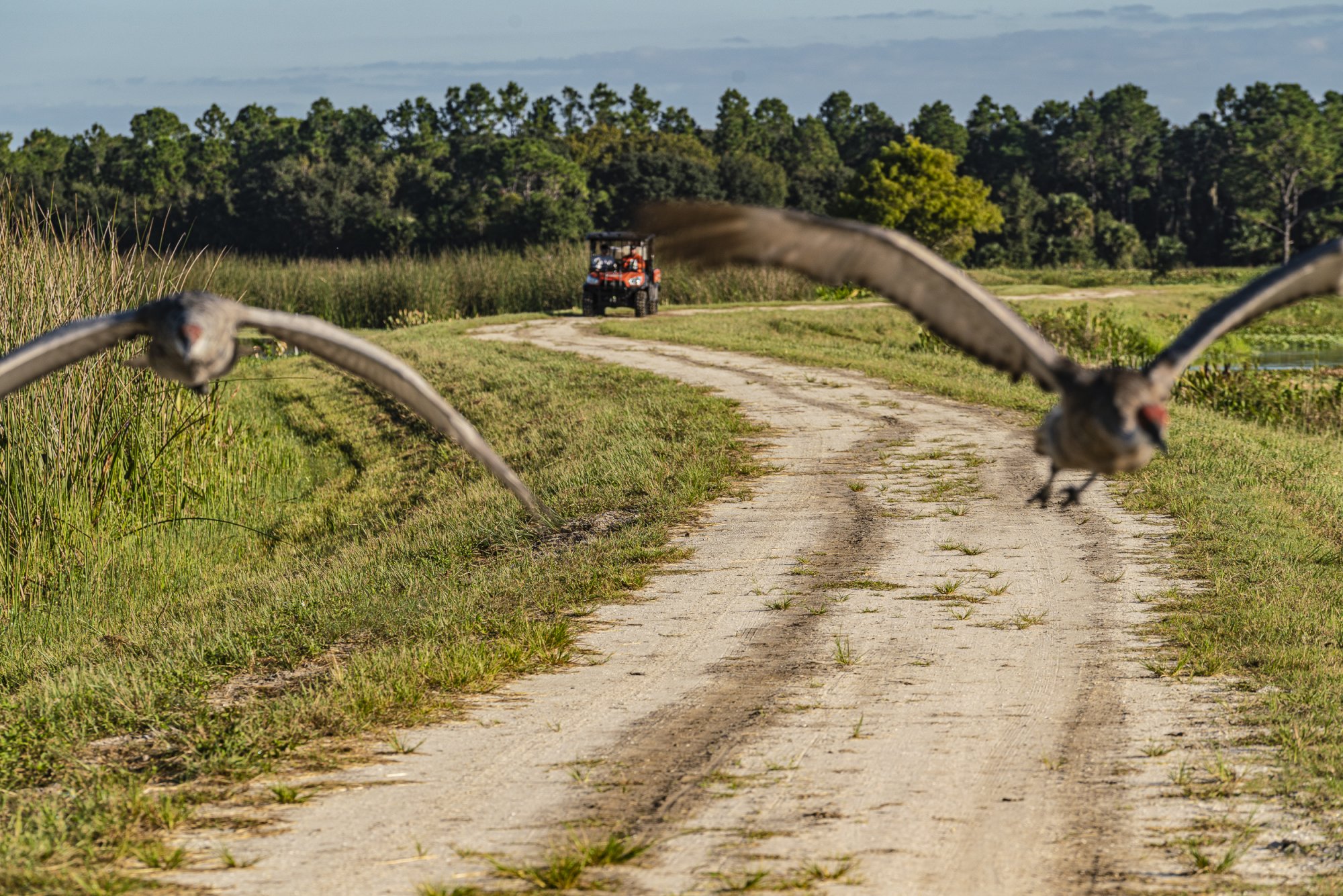 Sandhill Crane - 2500px-2.JPG