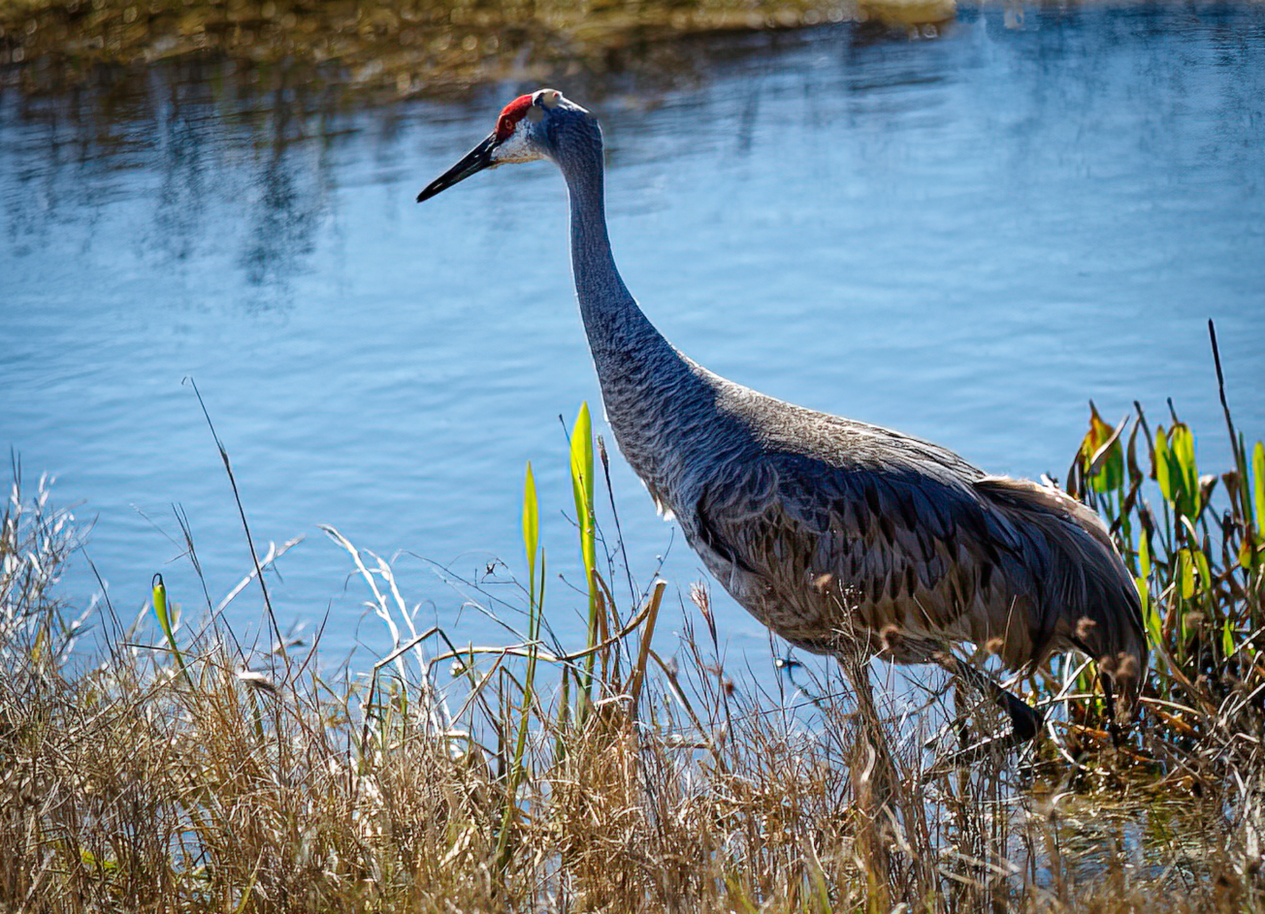 Sandhill Crane at Water's Edge.jpeg