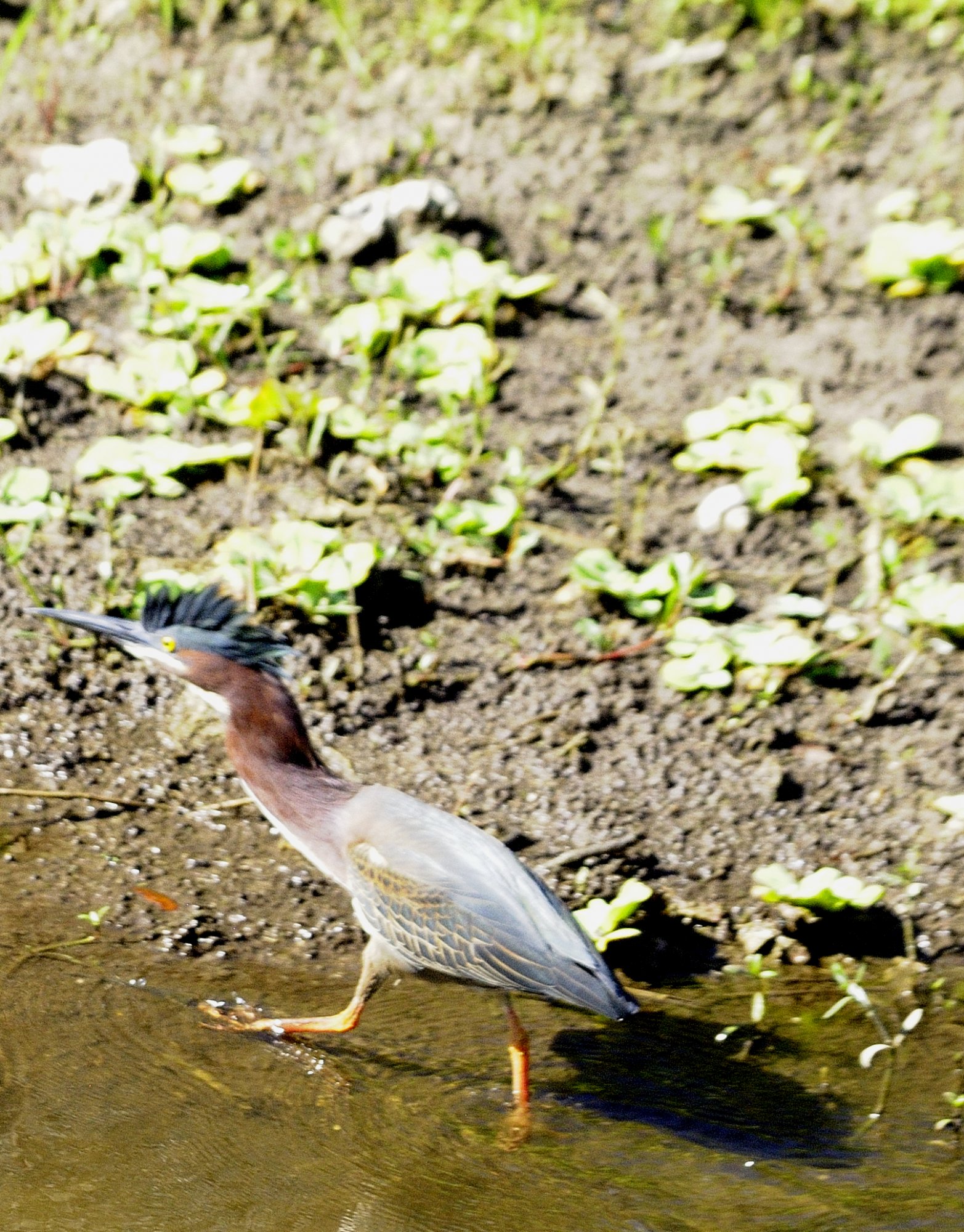 satuurated Heron.JPG