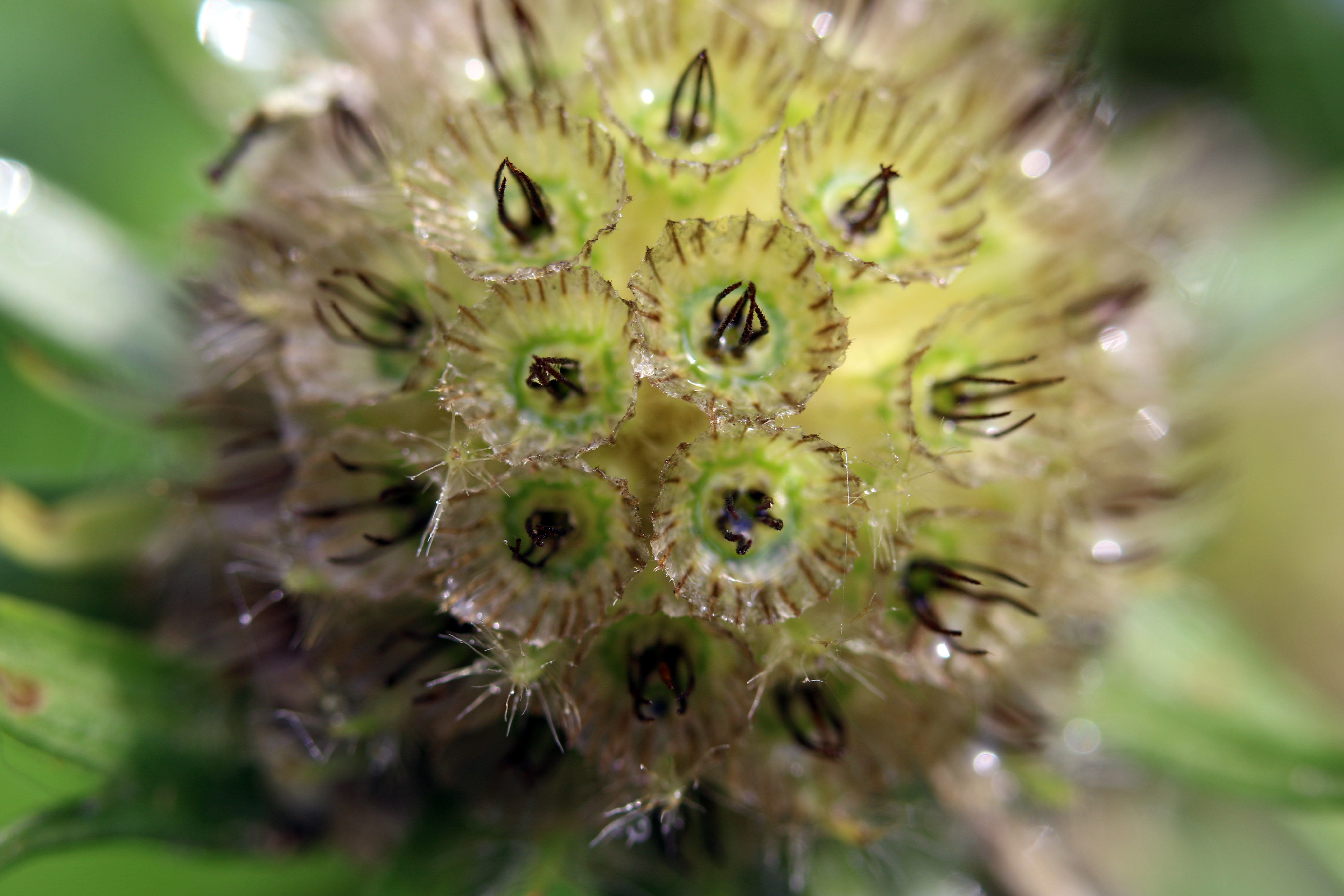 scabiosa seed head copy.jpg