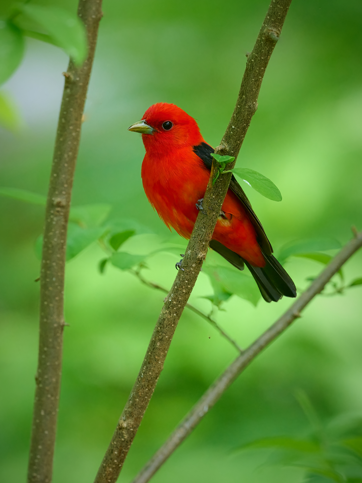 Scarlet Tanager 1.jpg