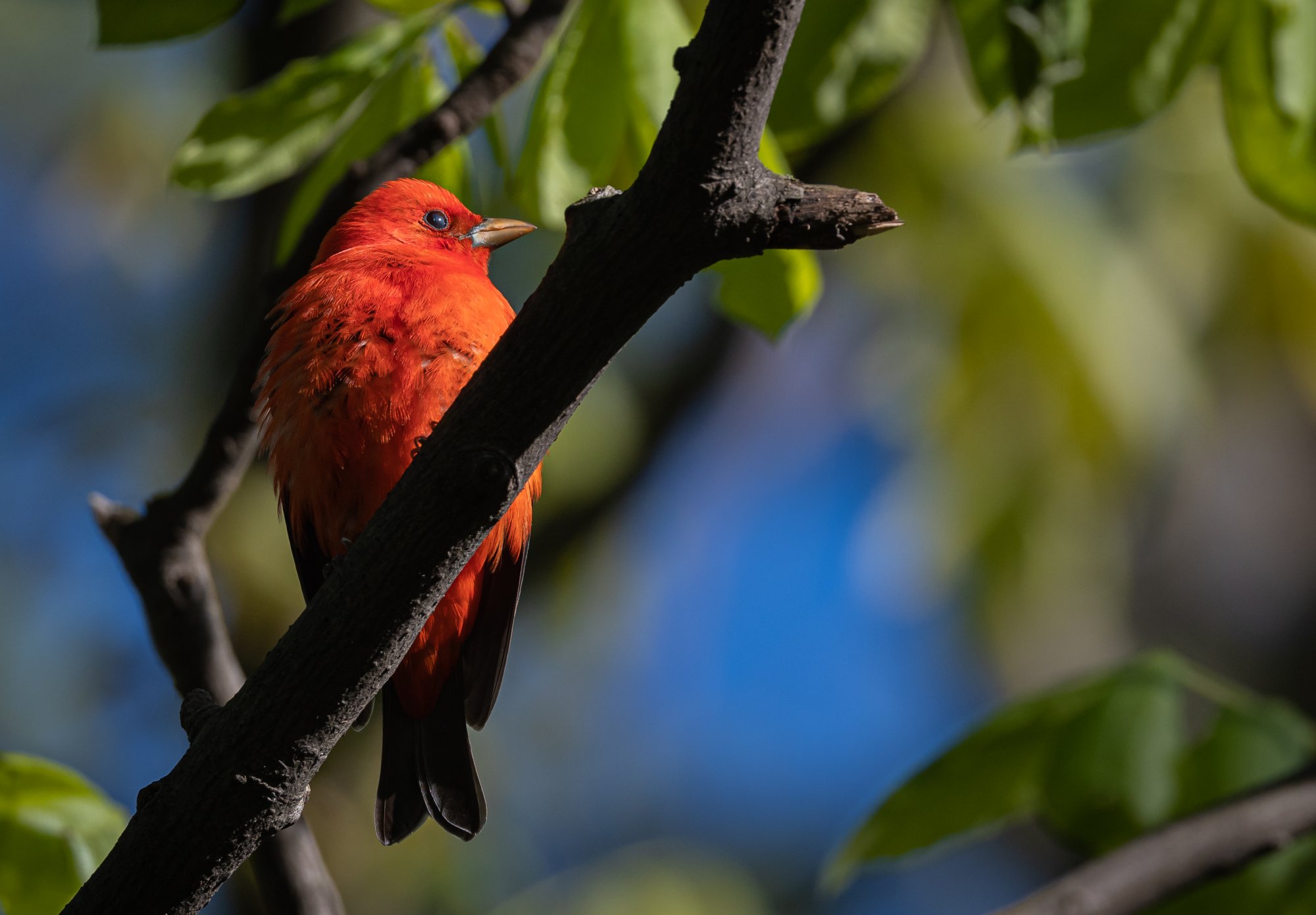 scarlet_tanager_5-12-2020-7.jpg