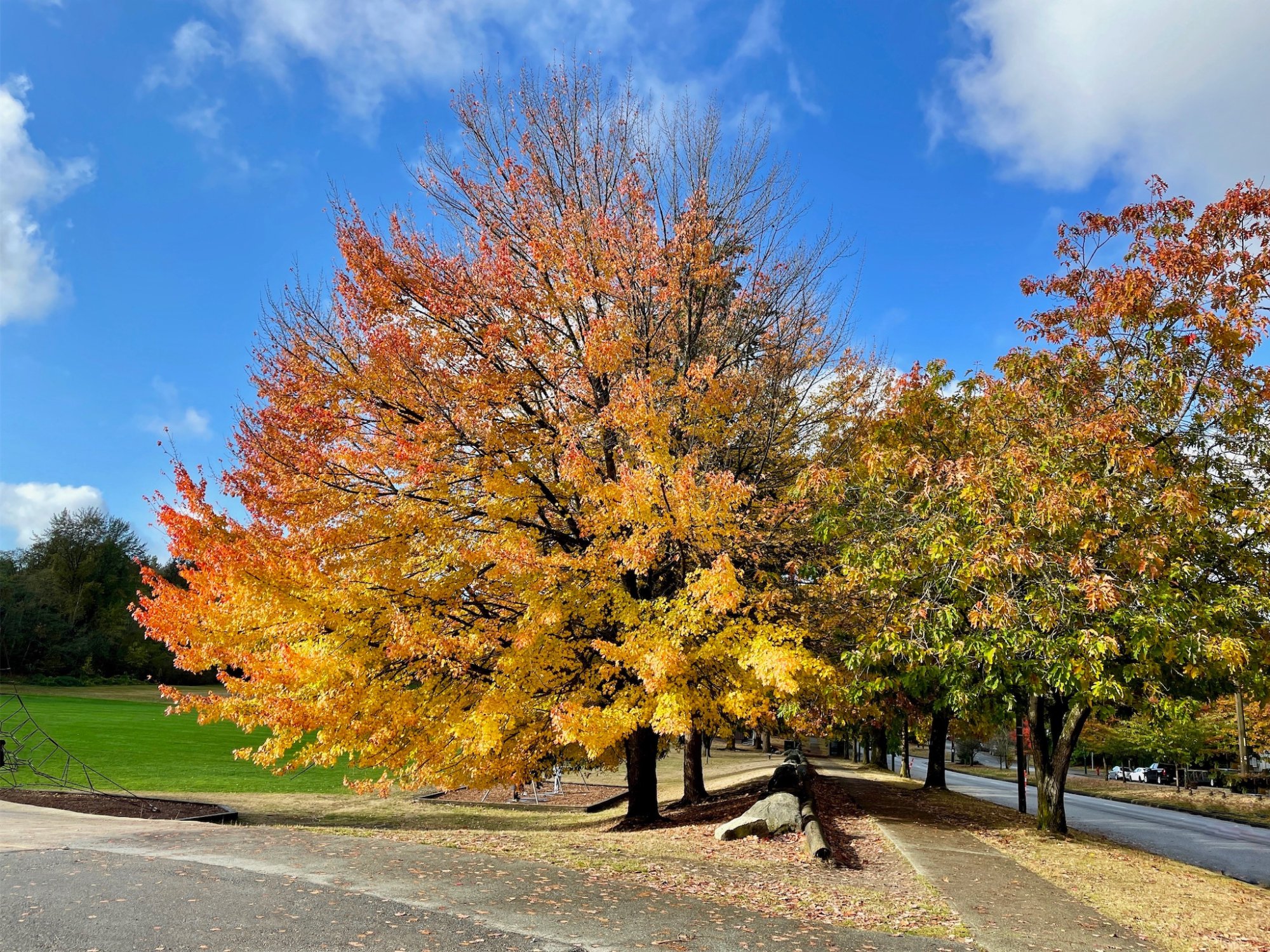 School Tree-Raw*.jpg