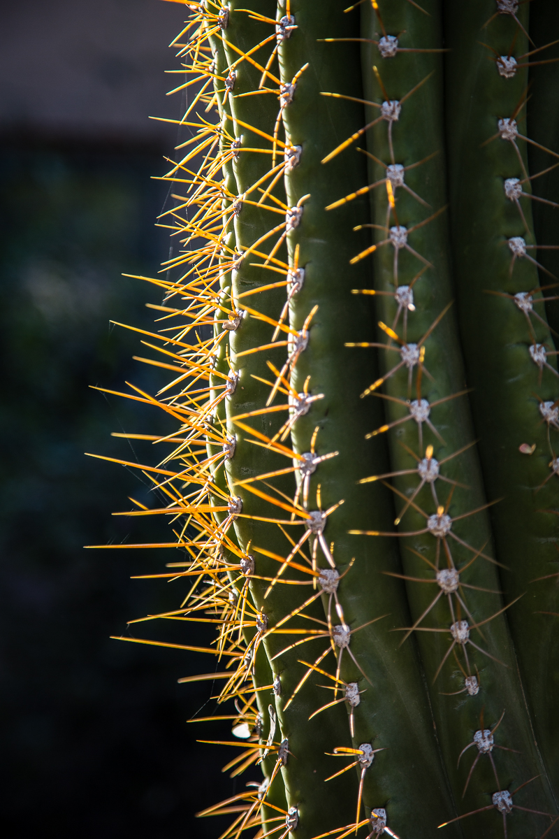 Scottsdale_047_2016_02_24_9828.jpg