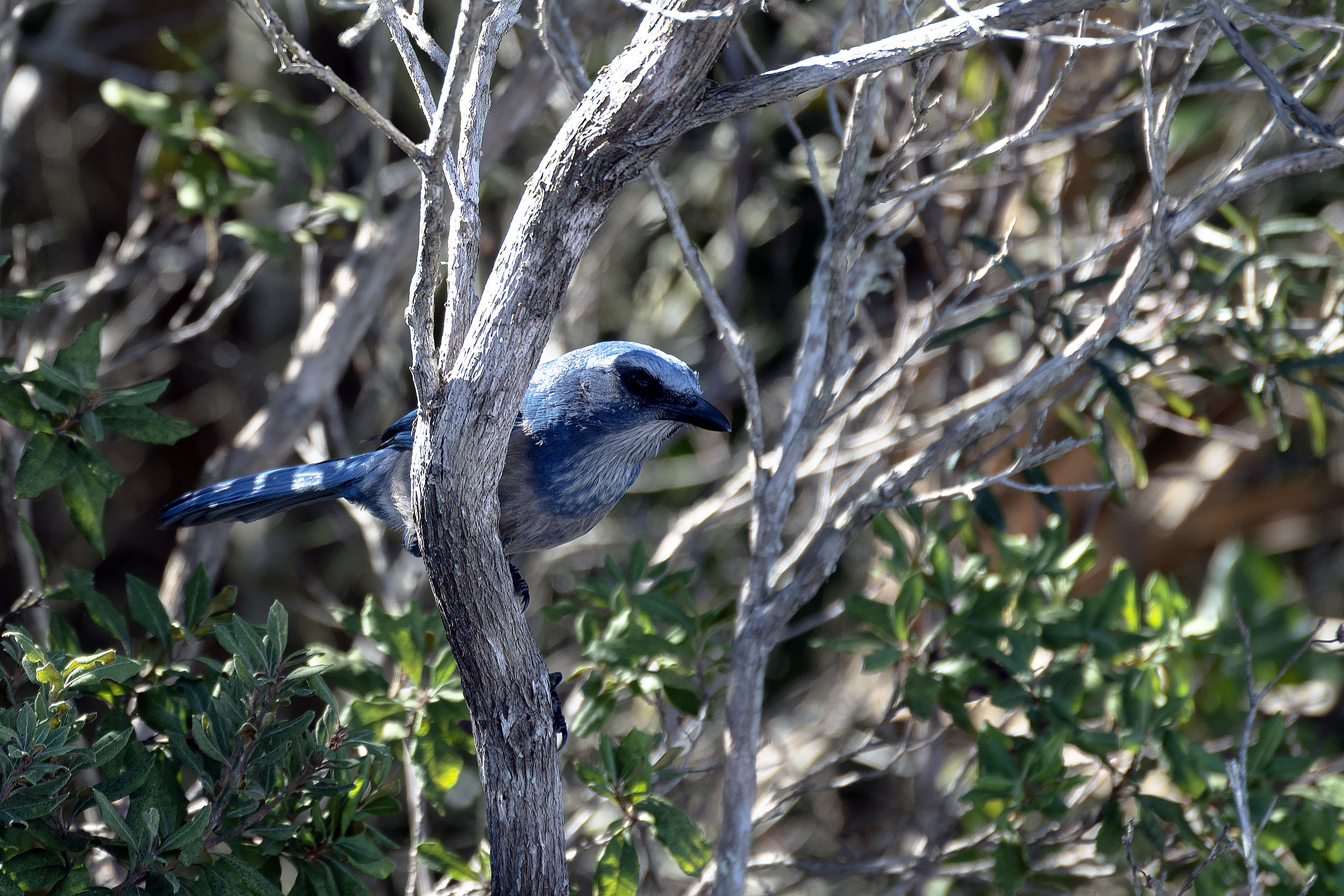 Scrubjay 1 - 2500px.jpg