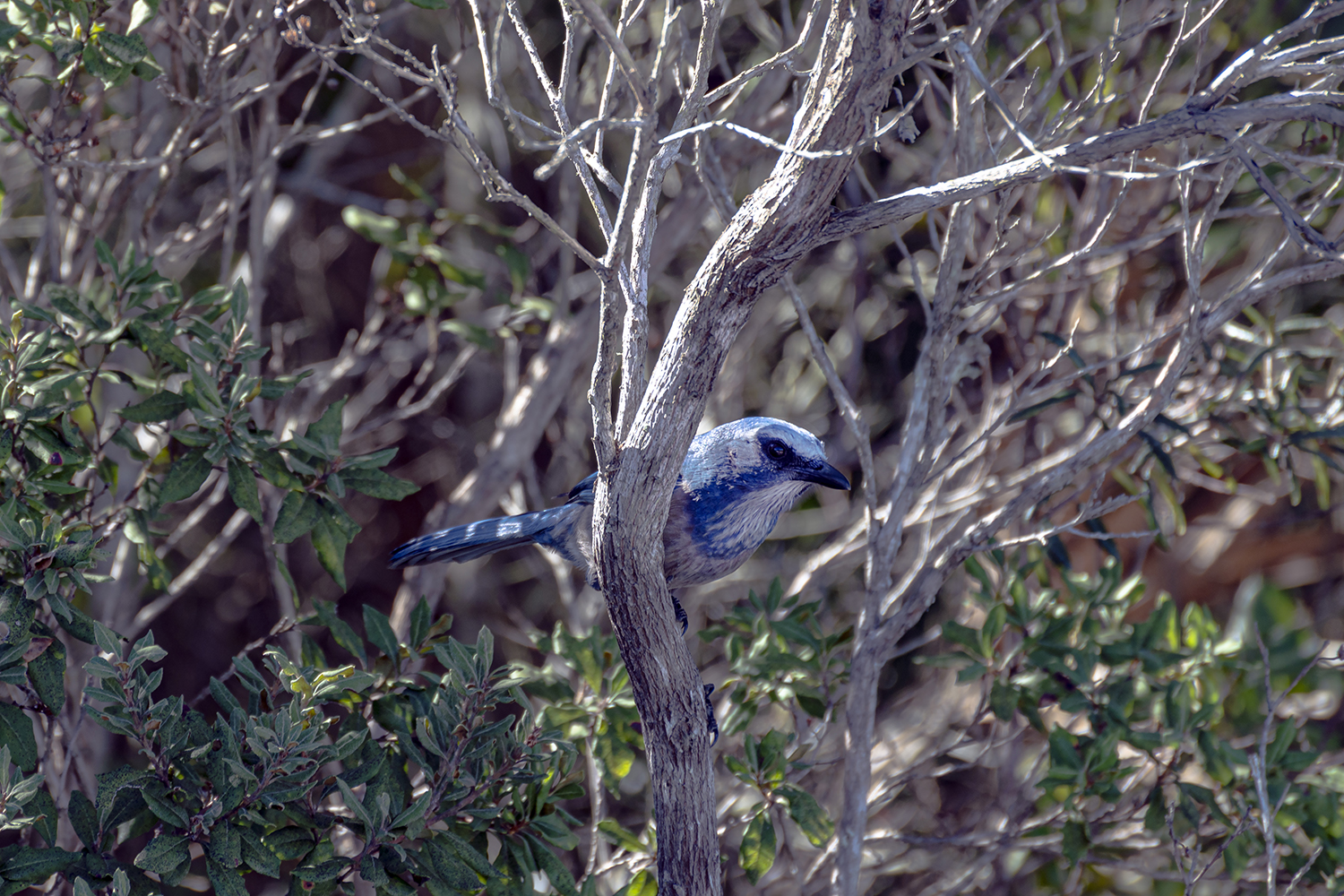 Scrubjay - 1500px.jpg