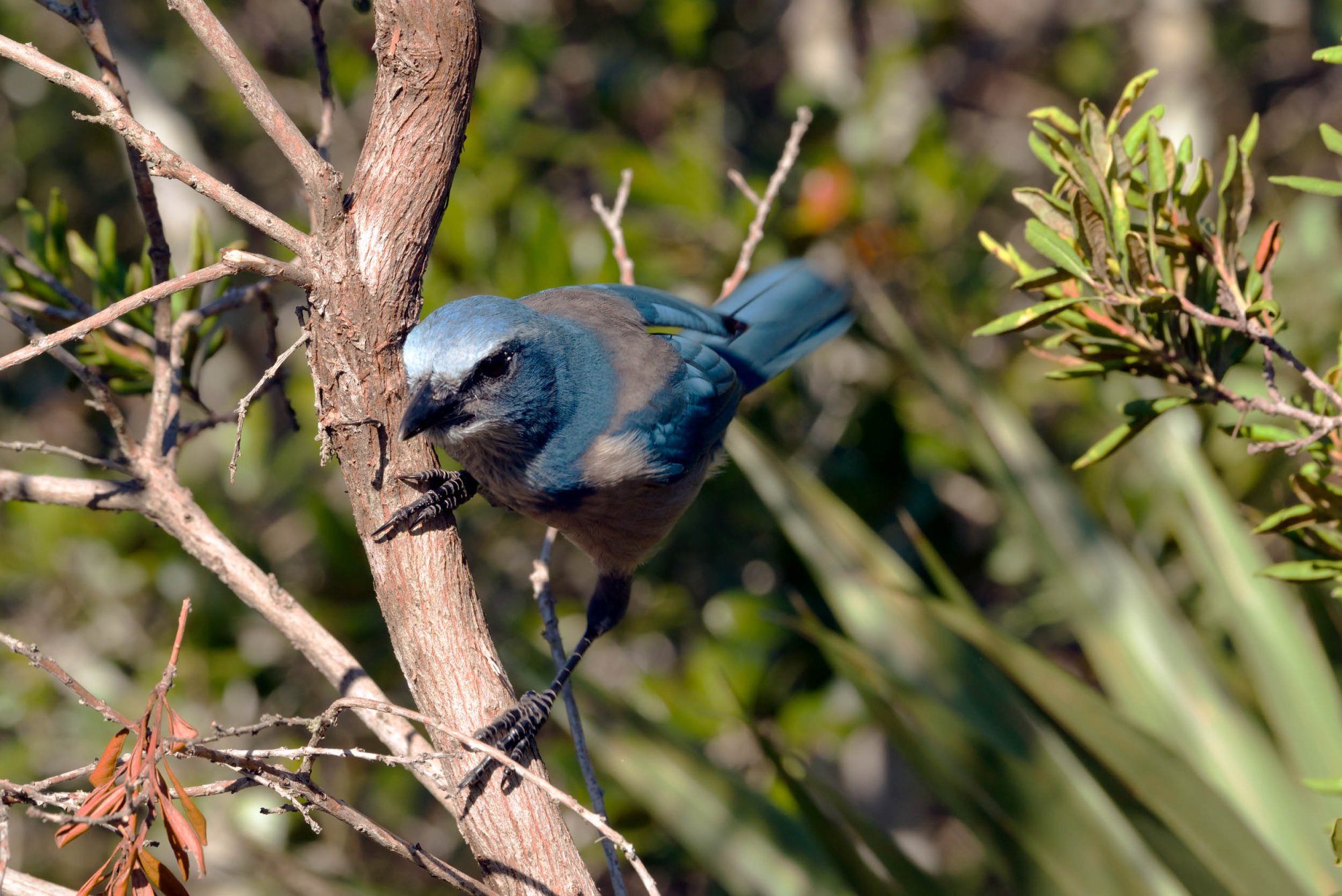 Scrubjay Deltona - 2500px-11.jpg