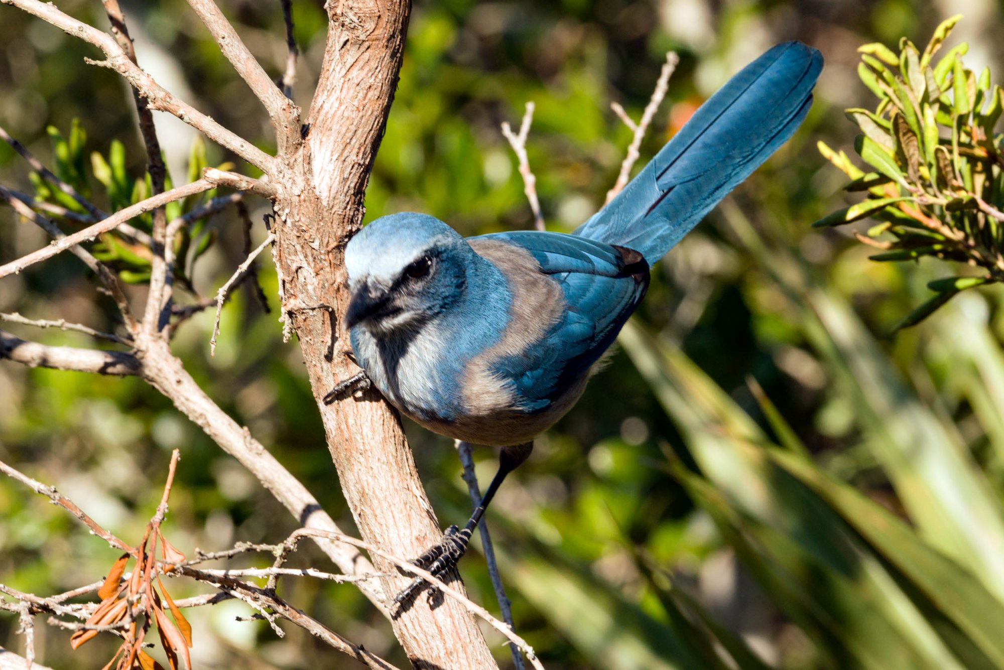 Scrubjay Deltona - 2500px-12.jpg