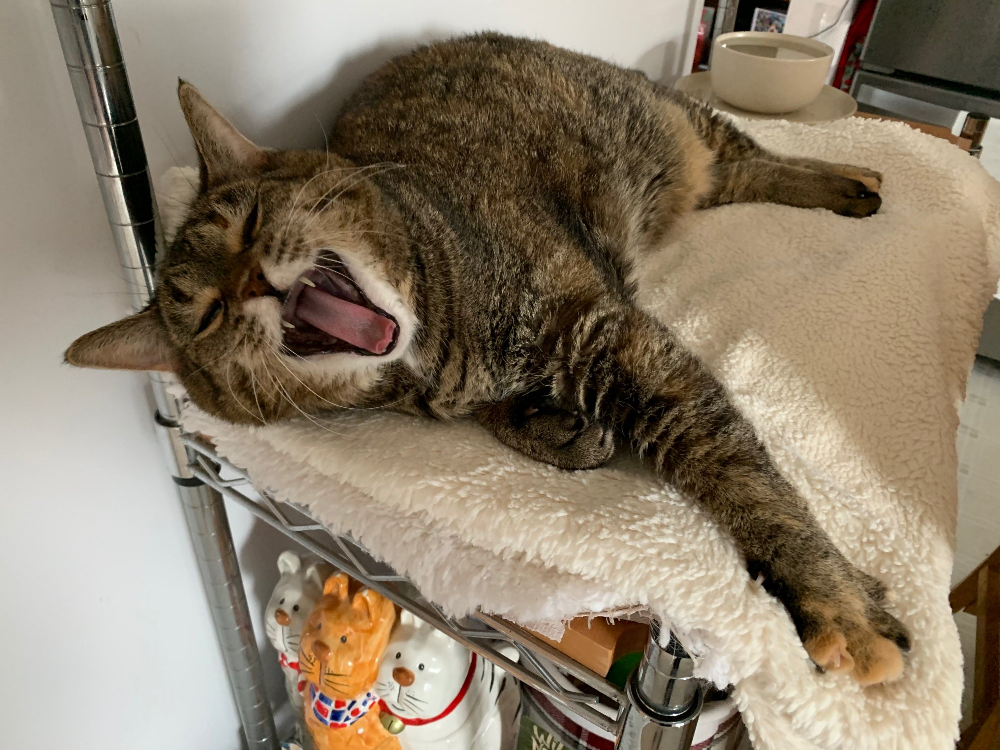 Scully on kitchen shelf and yawning.jpeg