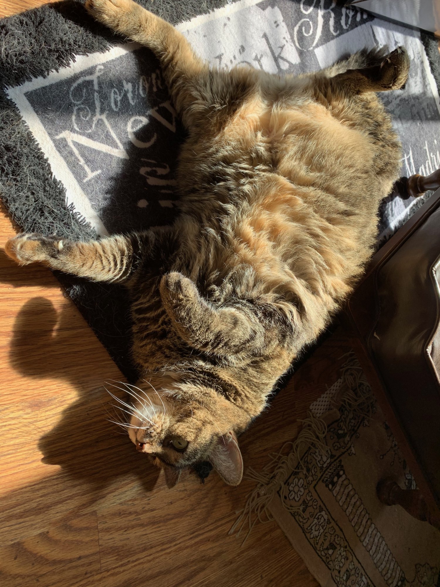 Scully on library rug.jpeg