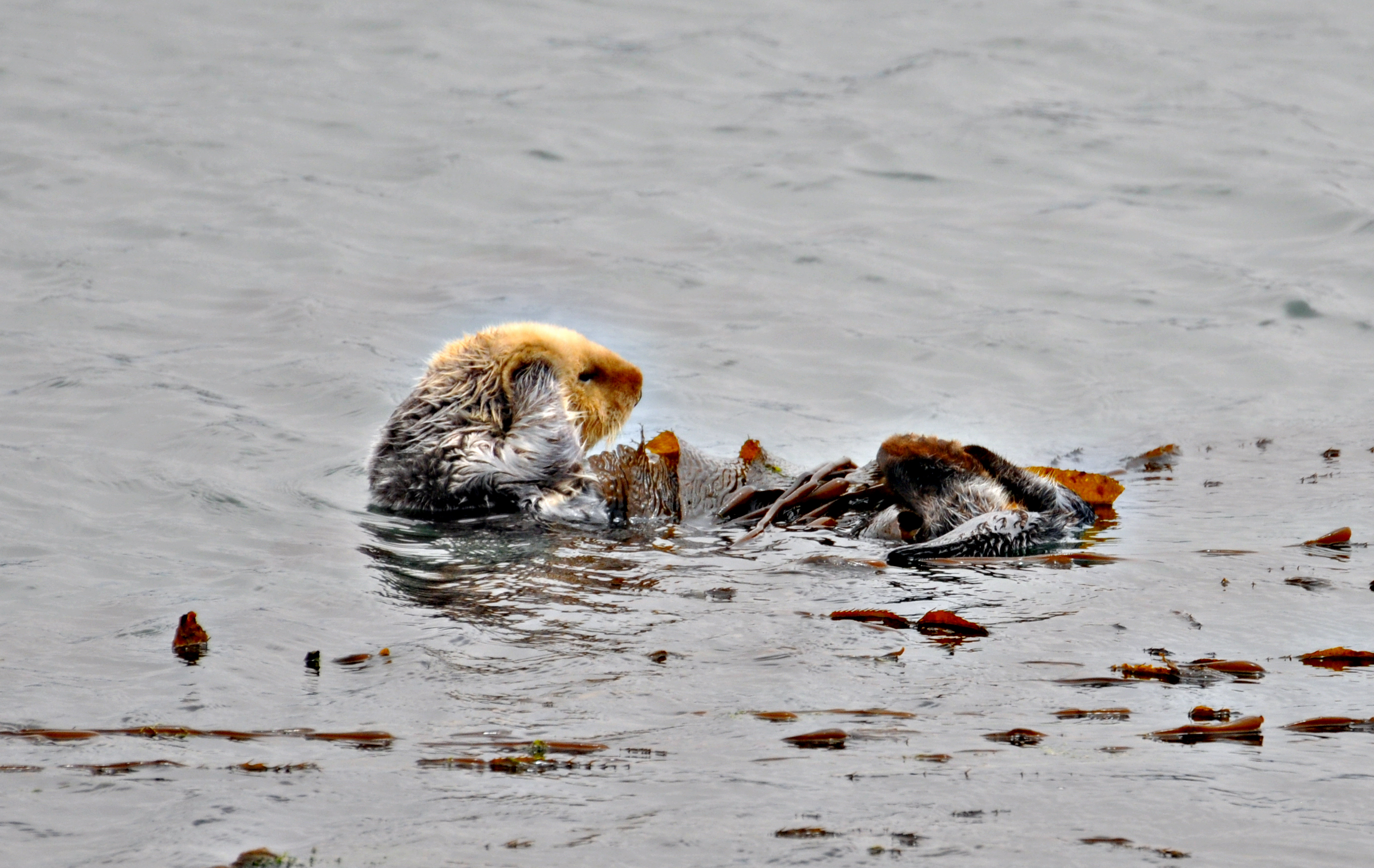 Sea Otter.jpg