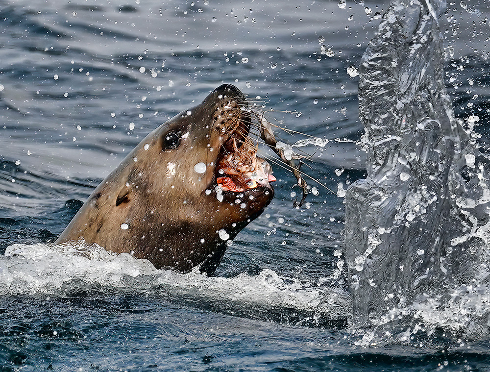 Sea_Lion_2761_1000p.jpg